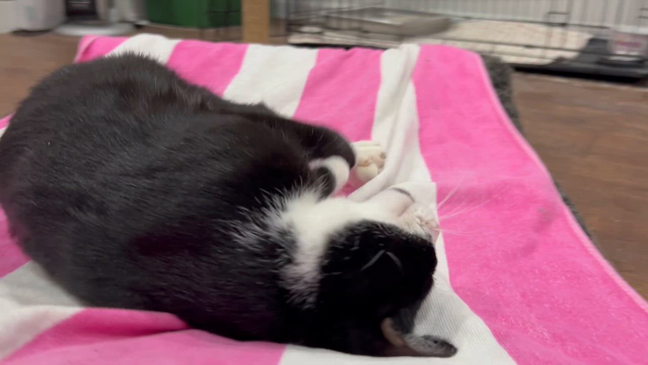 Enlarge Lark, a Adoptable Domestic Short Hair in Westfield, MA video 5/5