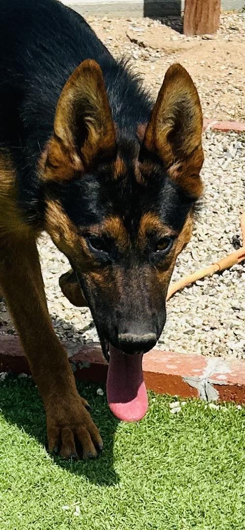 Ever, a Adoptable German Shepherd Dog in Bakersfield, CA image 3/6