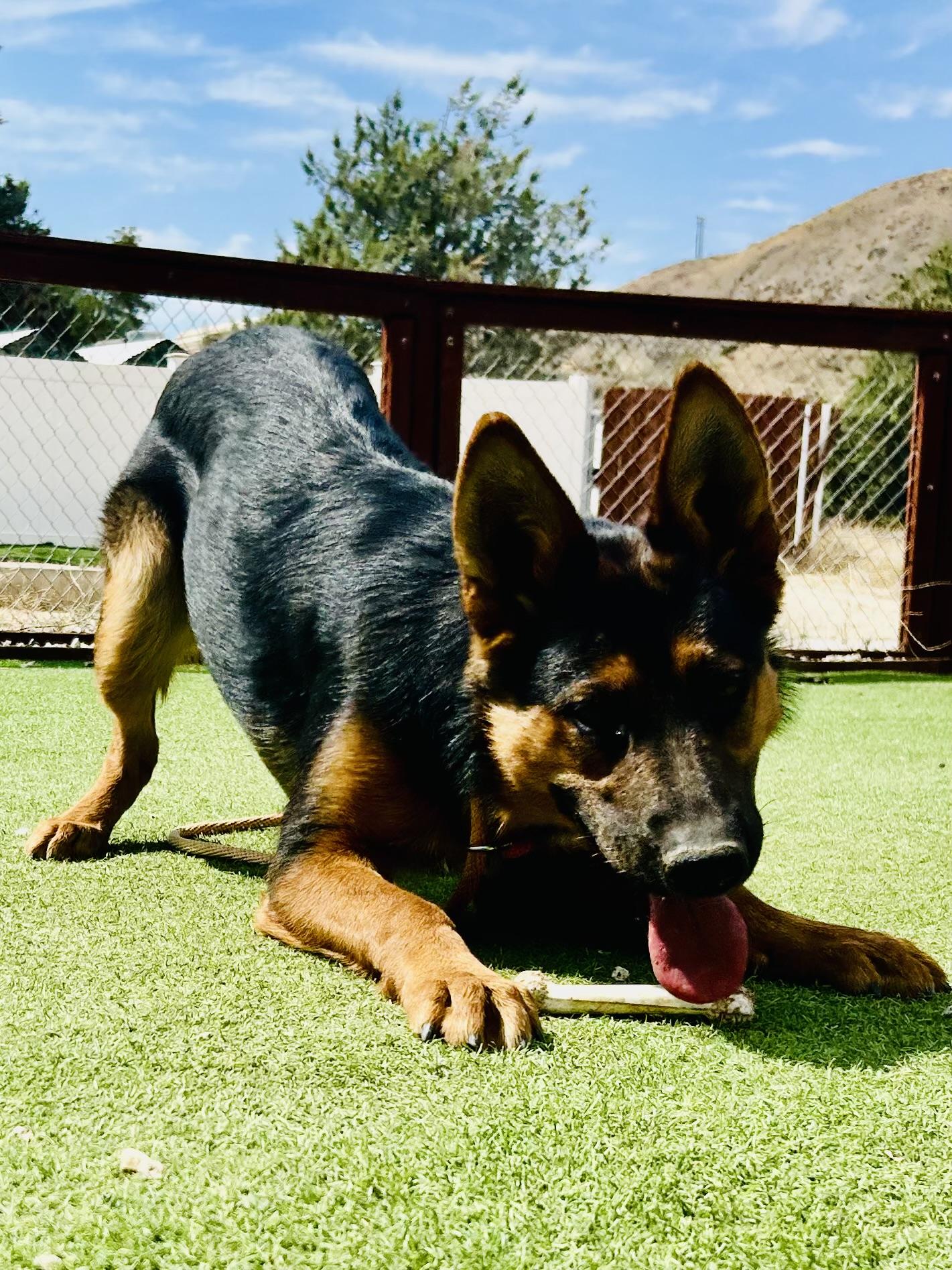 Ever, a Adoptable German Shepherd Dog in Bakersfield, CA image 4/6