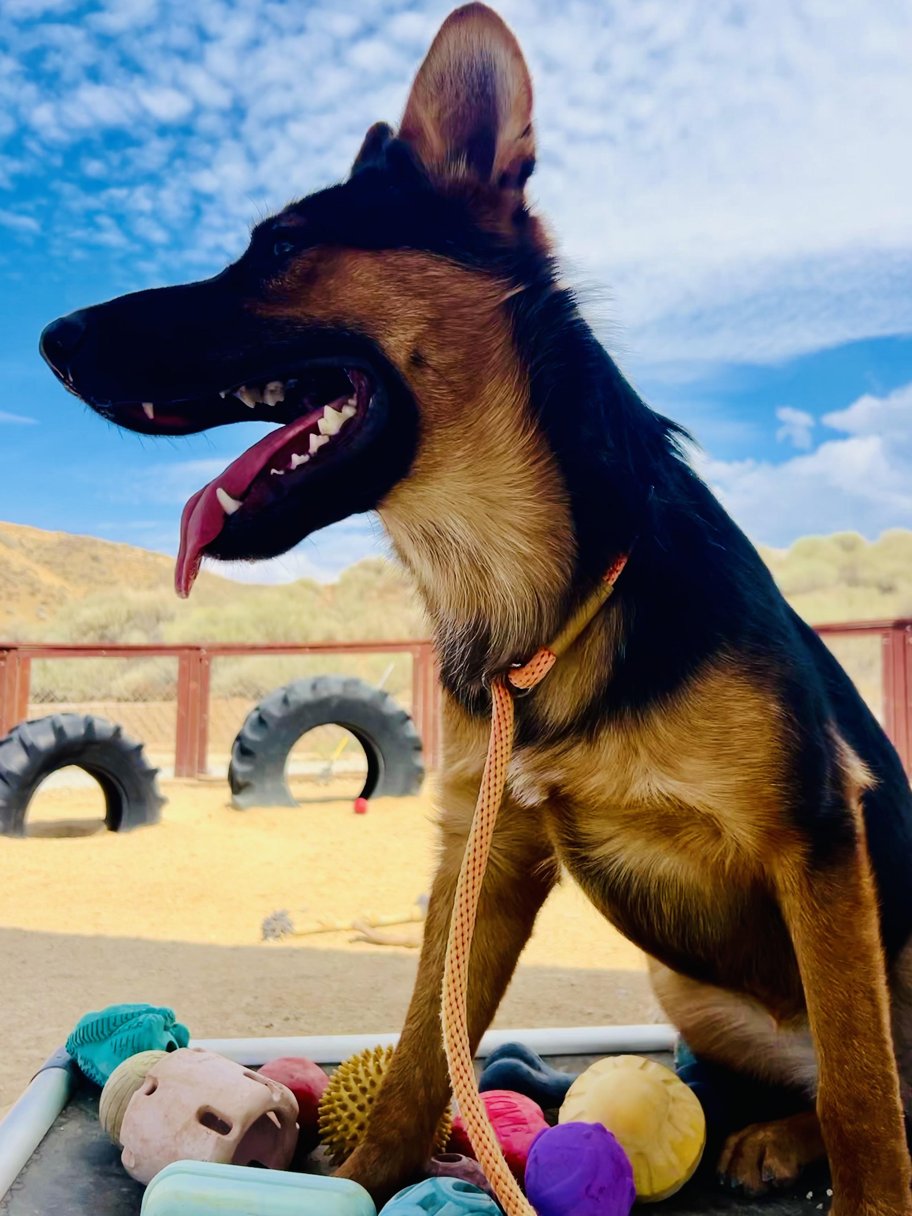 Ever, a Adoptable German Shepherd Dog in Bakersfield, CA image 1/6