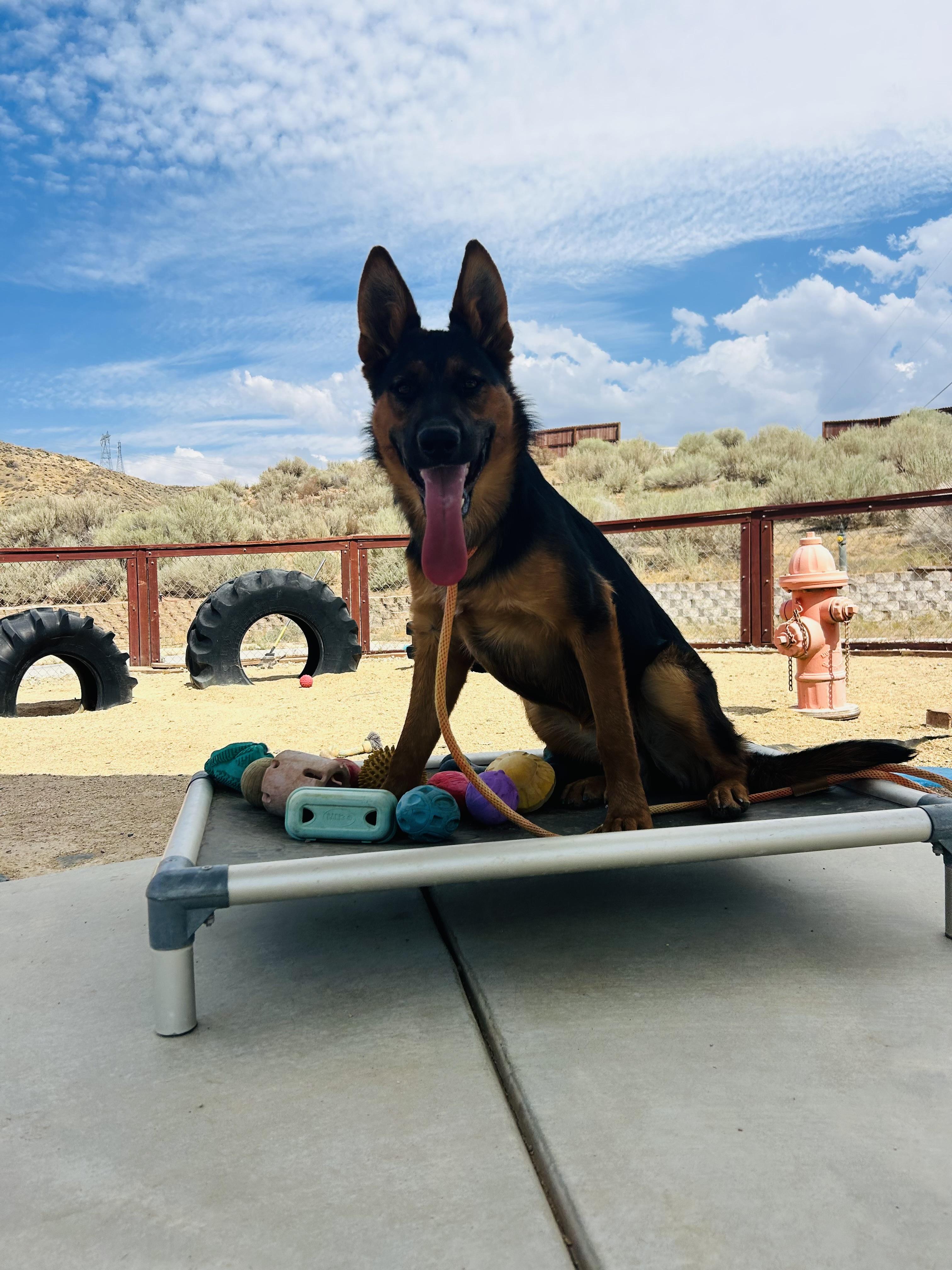 Ever, a Adoptable German Shepherd Dog in Bakersfield, CA image 5/6