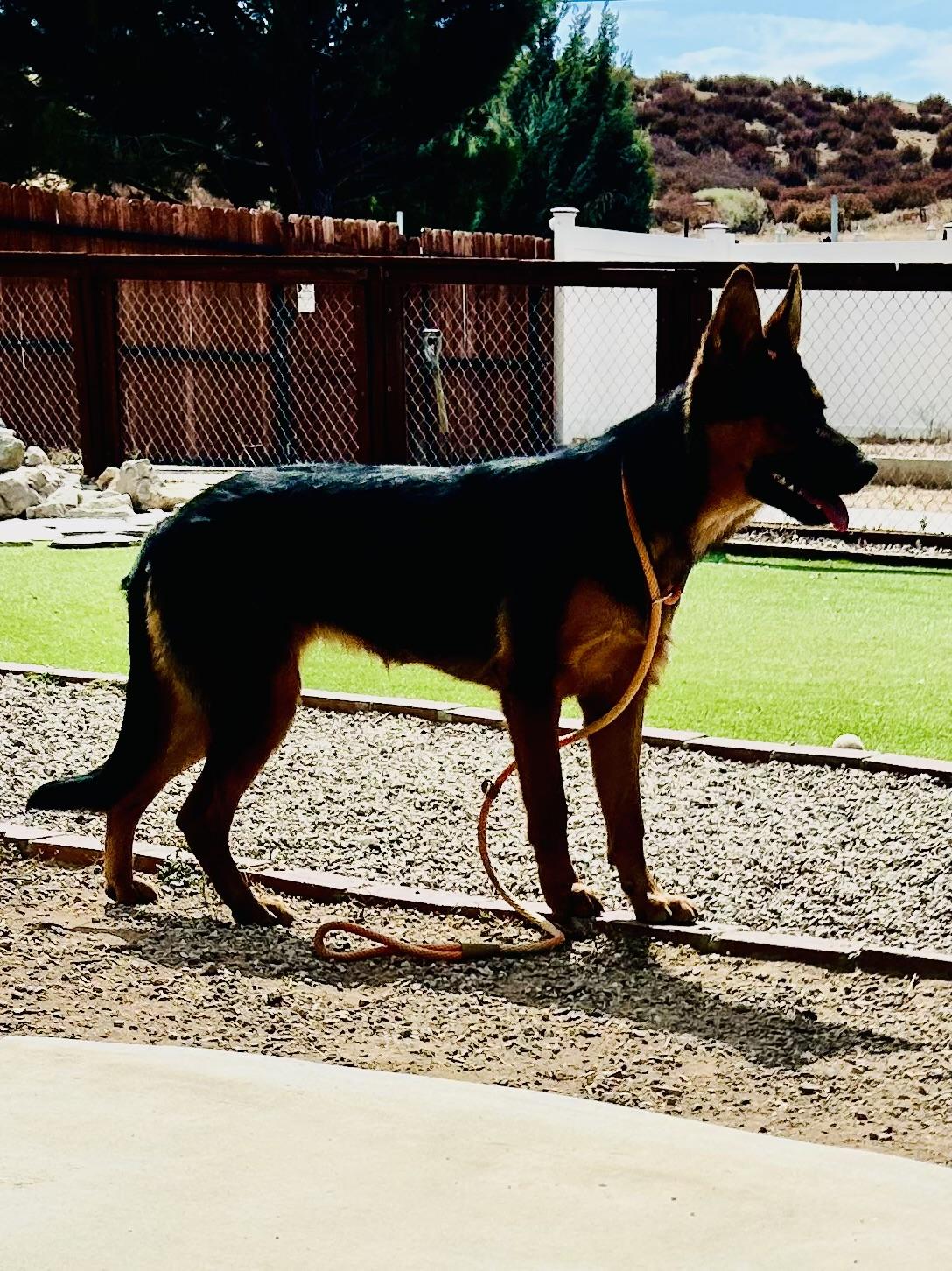 Ever, a Adoptable German Shepherd Dog in Bakersfield, CA image 6/6