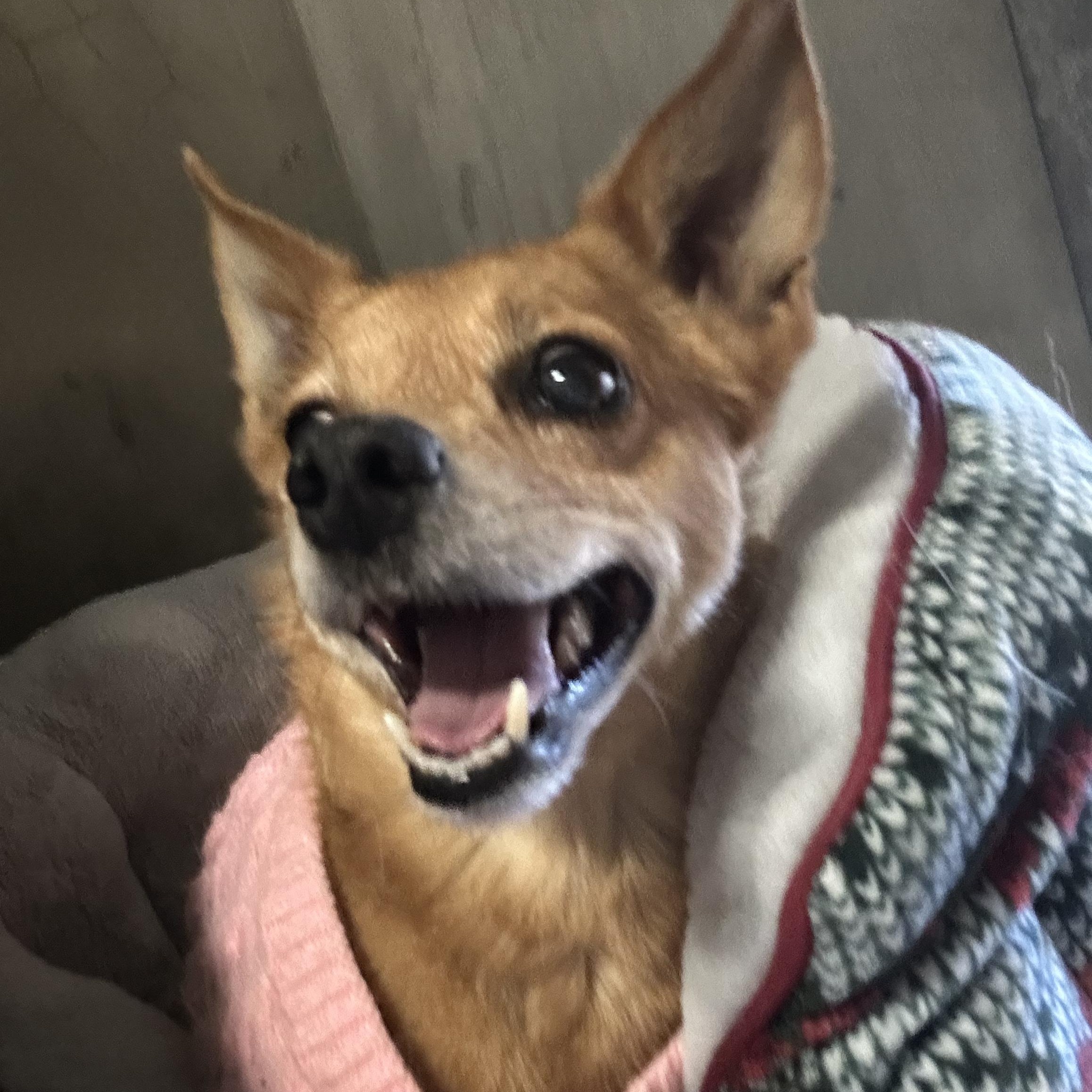 Ruby- Small breed senior, an adopted Chihuahua in Grass Valley, CA image 3/6