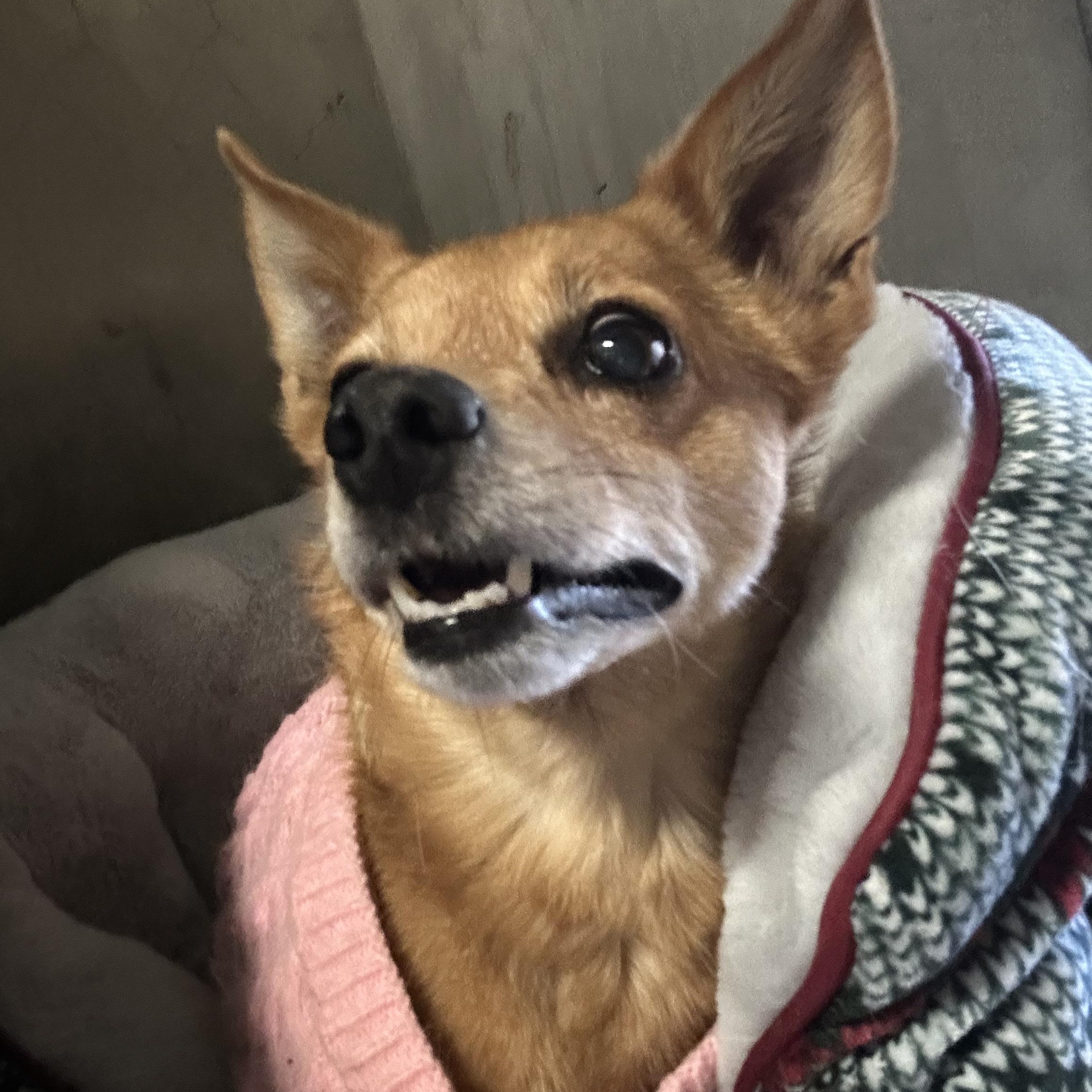 Ruby- Small breed senior, an adopted Chihuahua in Grass Valley, CA image 4/6