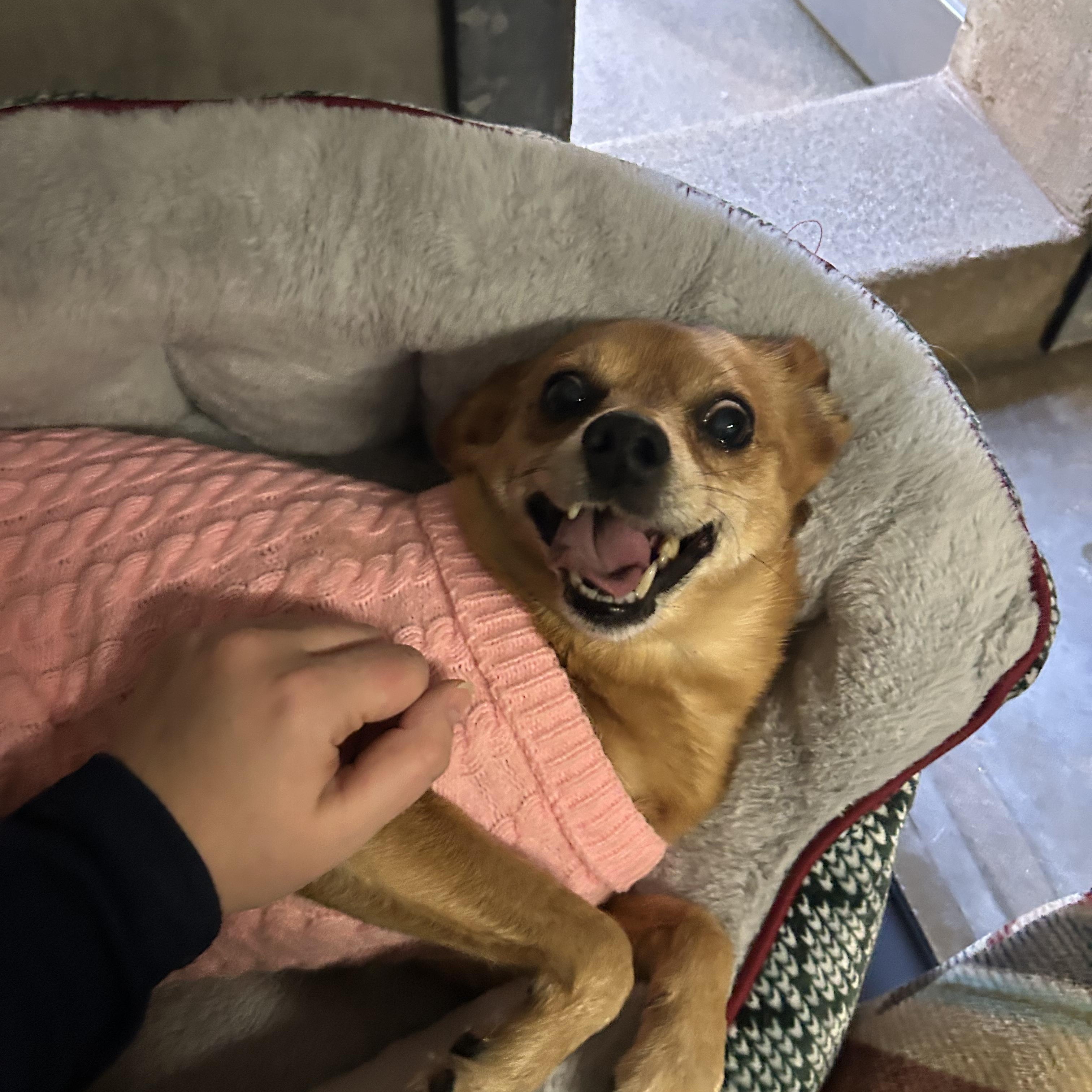 Ruby- Small breed senior, an adopted Chihuahua in Grass Valley, CA image 5/6