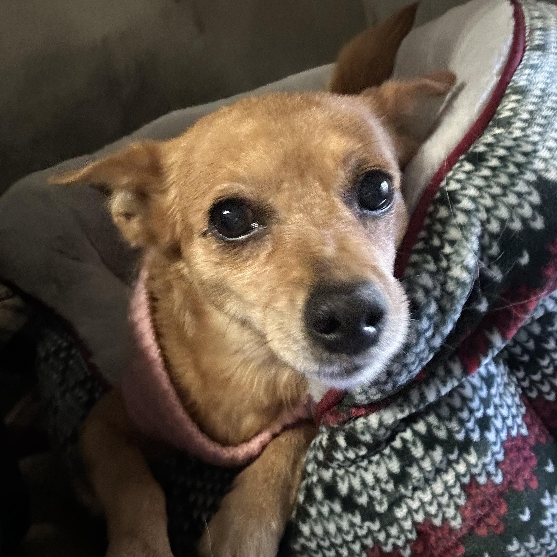 Ruby- Small breed senior, an adopted Chihuahua in Grass Valley, CA image 1/6