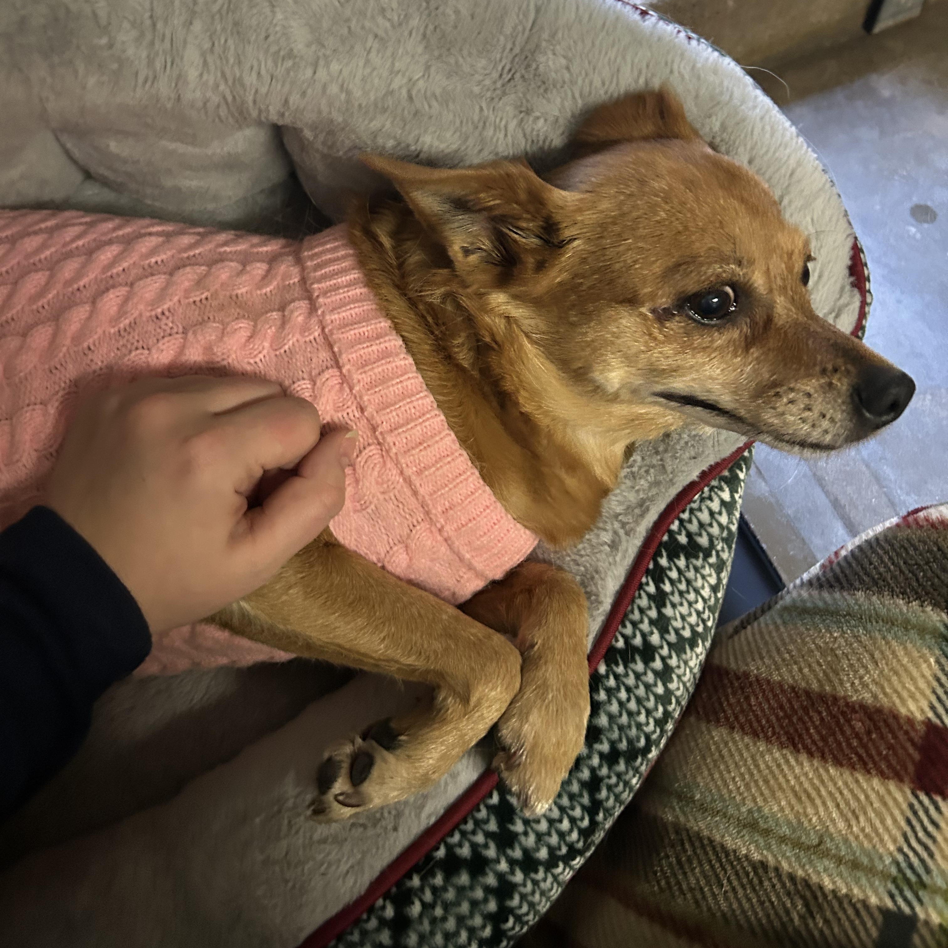 Ruby- Small breed senior, an adopted Chihuahua in Grass Valley, CA image 6/6