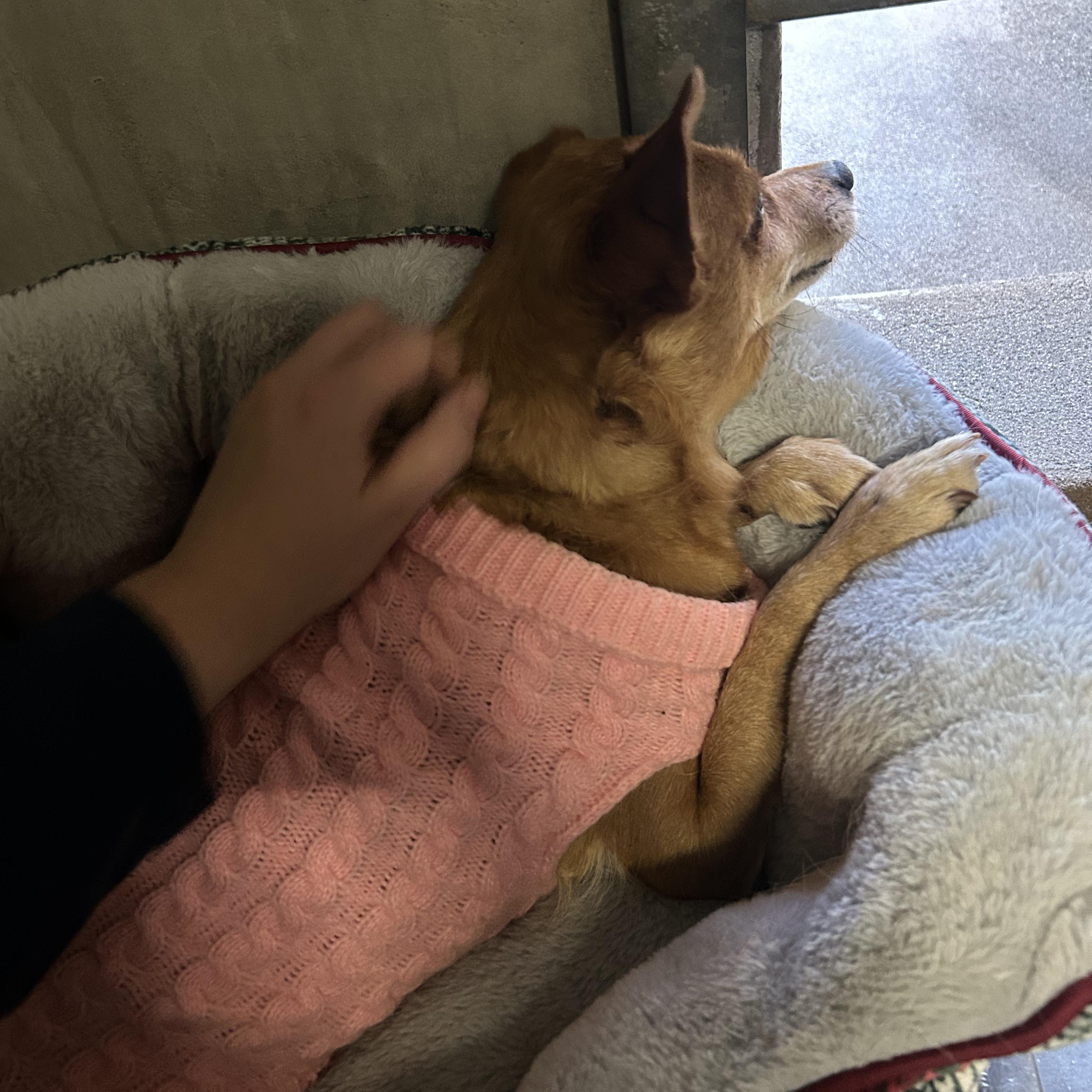 Ruby- Small breed senior, an adopted Chihuahua in Grass Valley, CA image 2/6