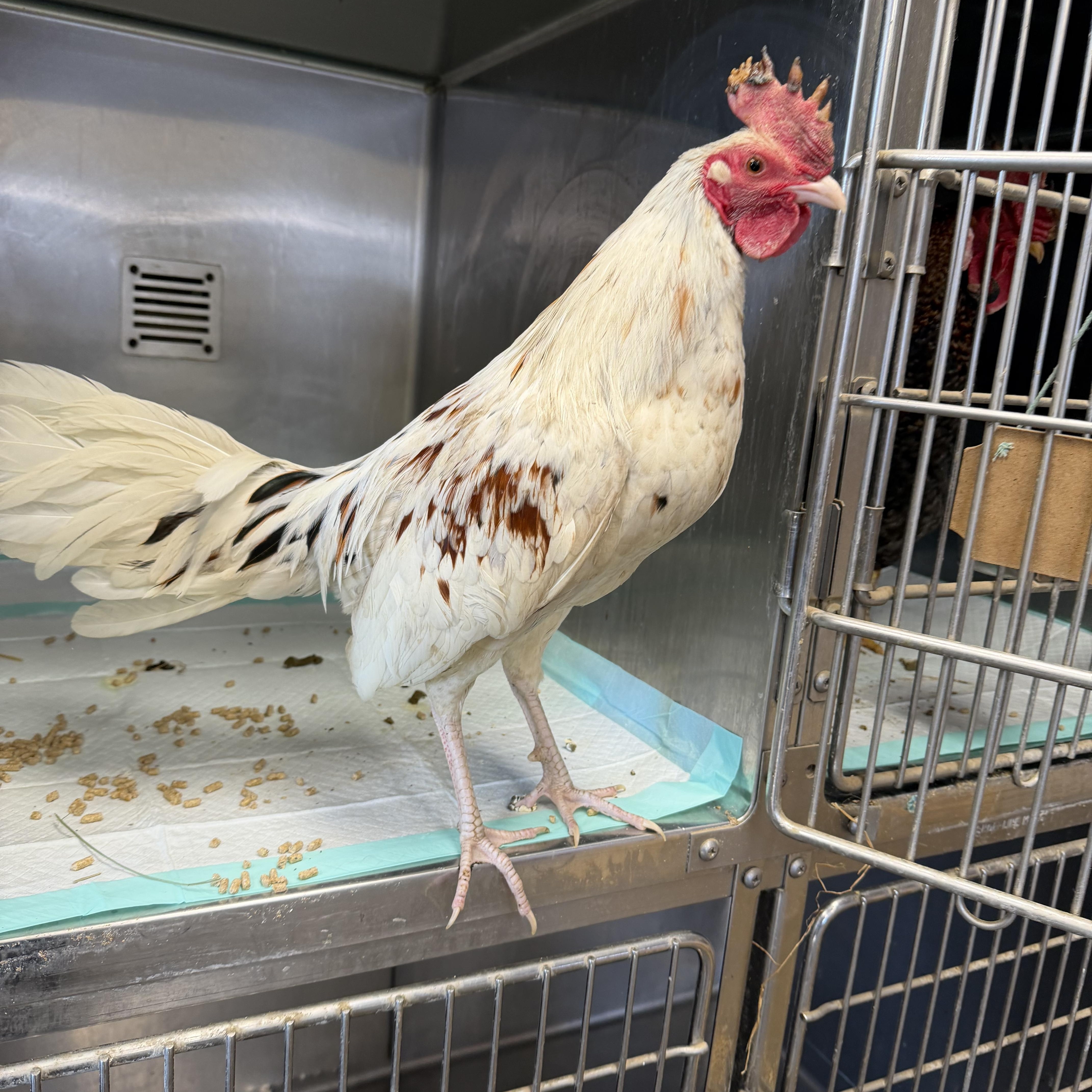 Turbo, a ADOPTABLE Chicken in Ravenna, OH image 3/3