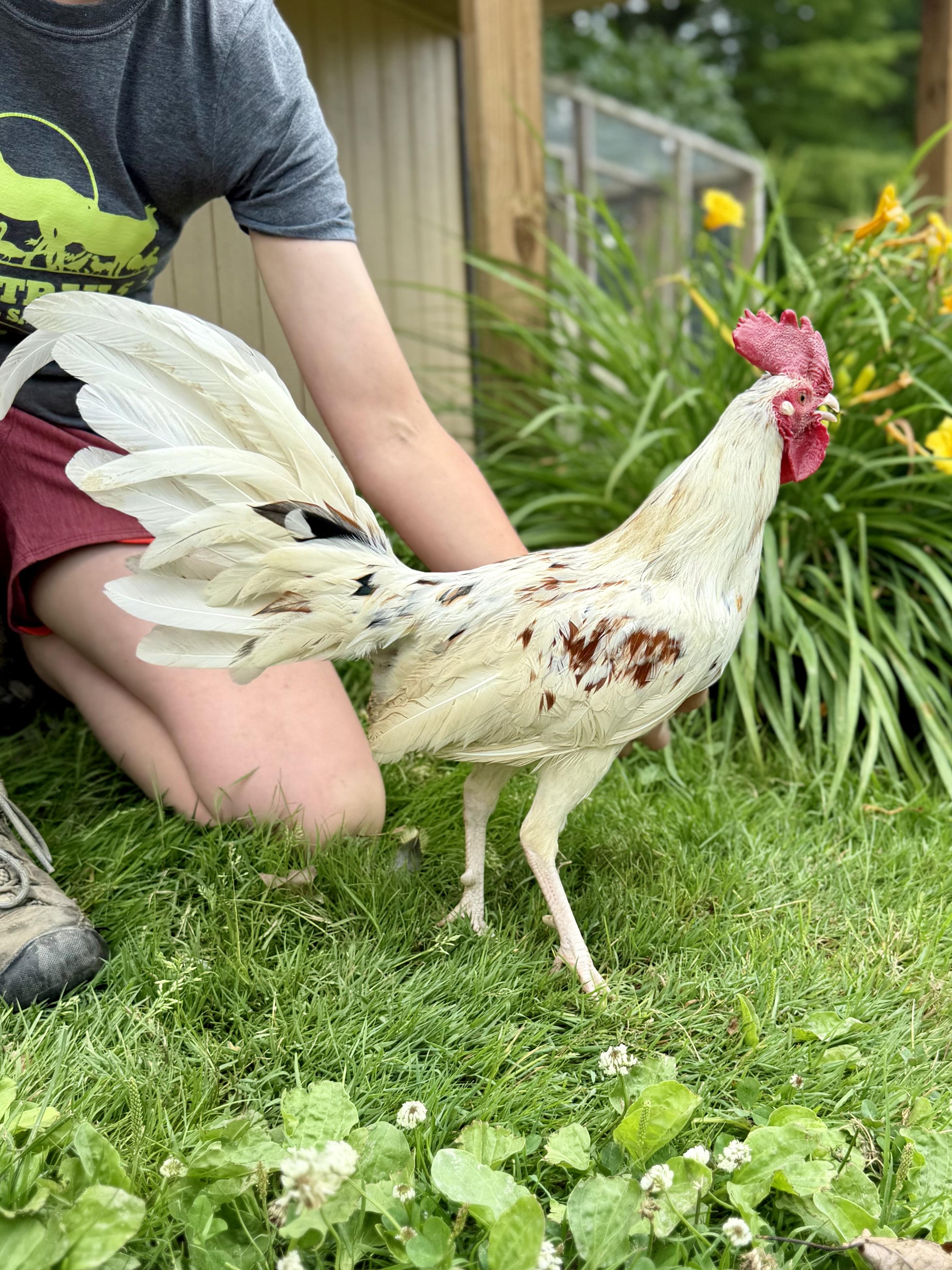 Turbo, ADOPTABLE, Young Male Chicken.