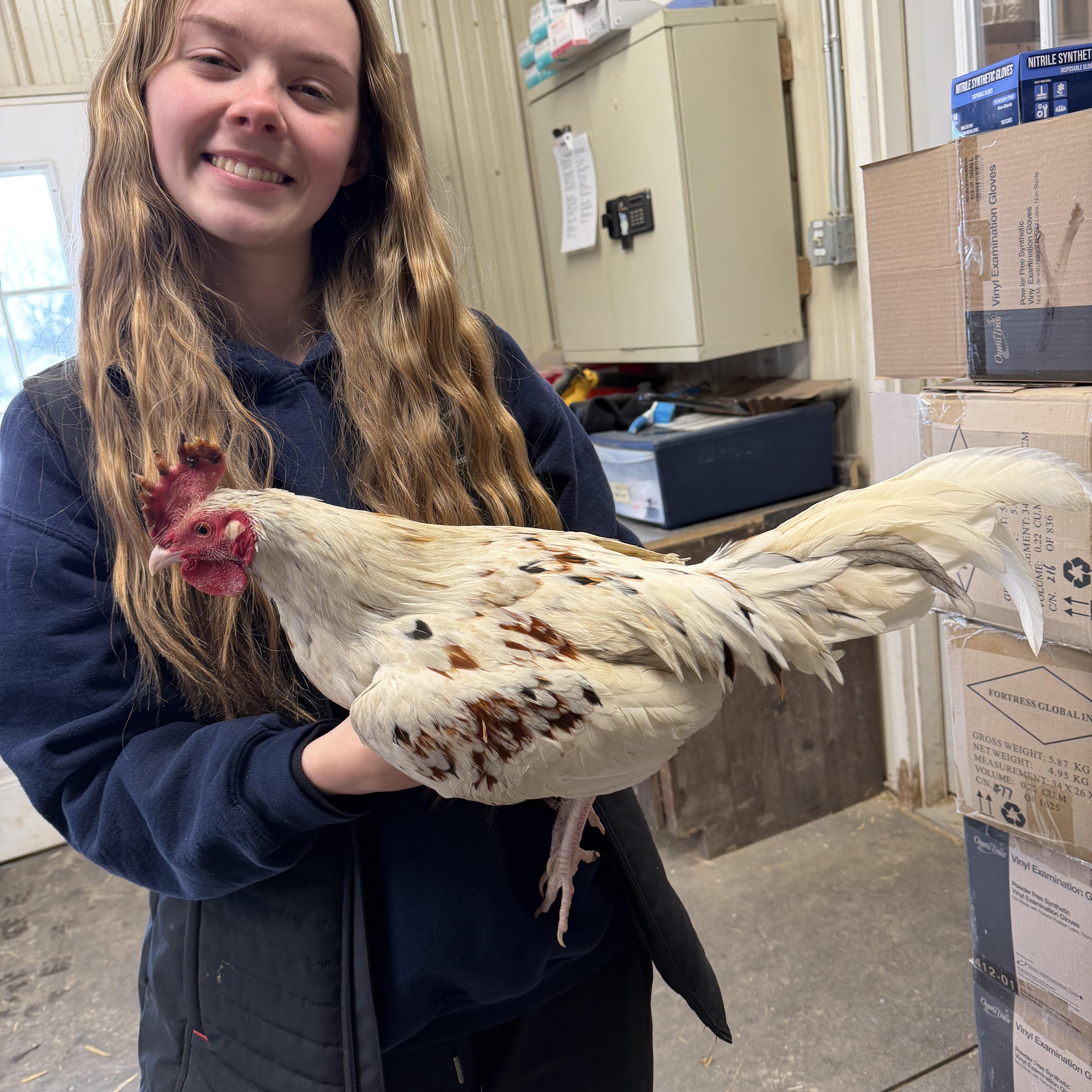 Turbo, a ADOPTABLE Chicken in Ravenna, OH image 1/3
