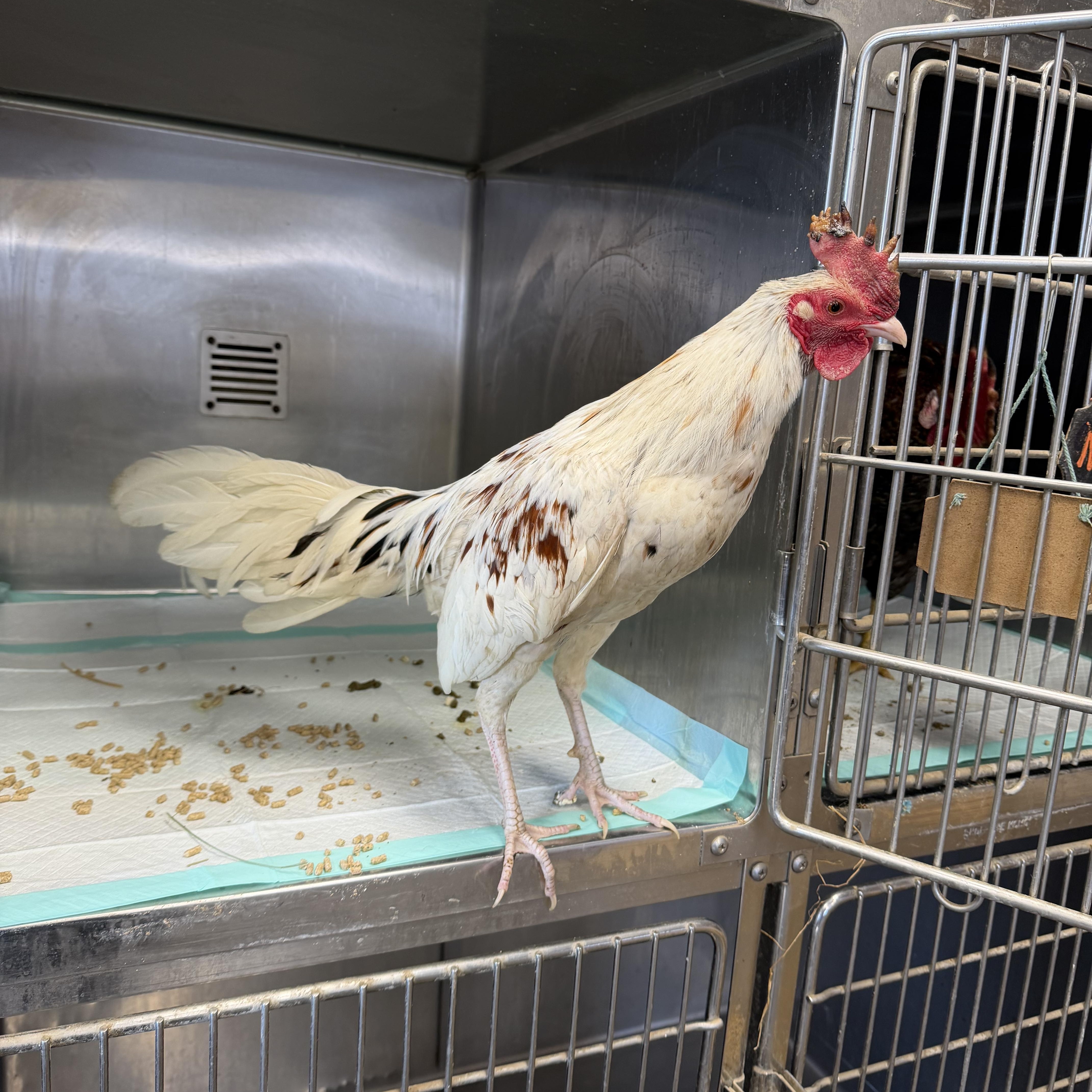 Turbo, a ADOPTABLE Chicken in Ravenna, OH image 2/3