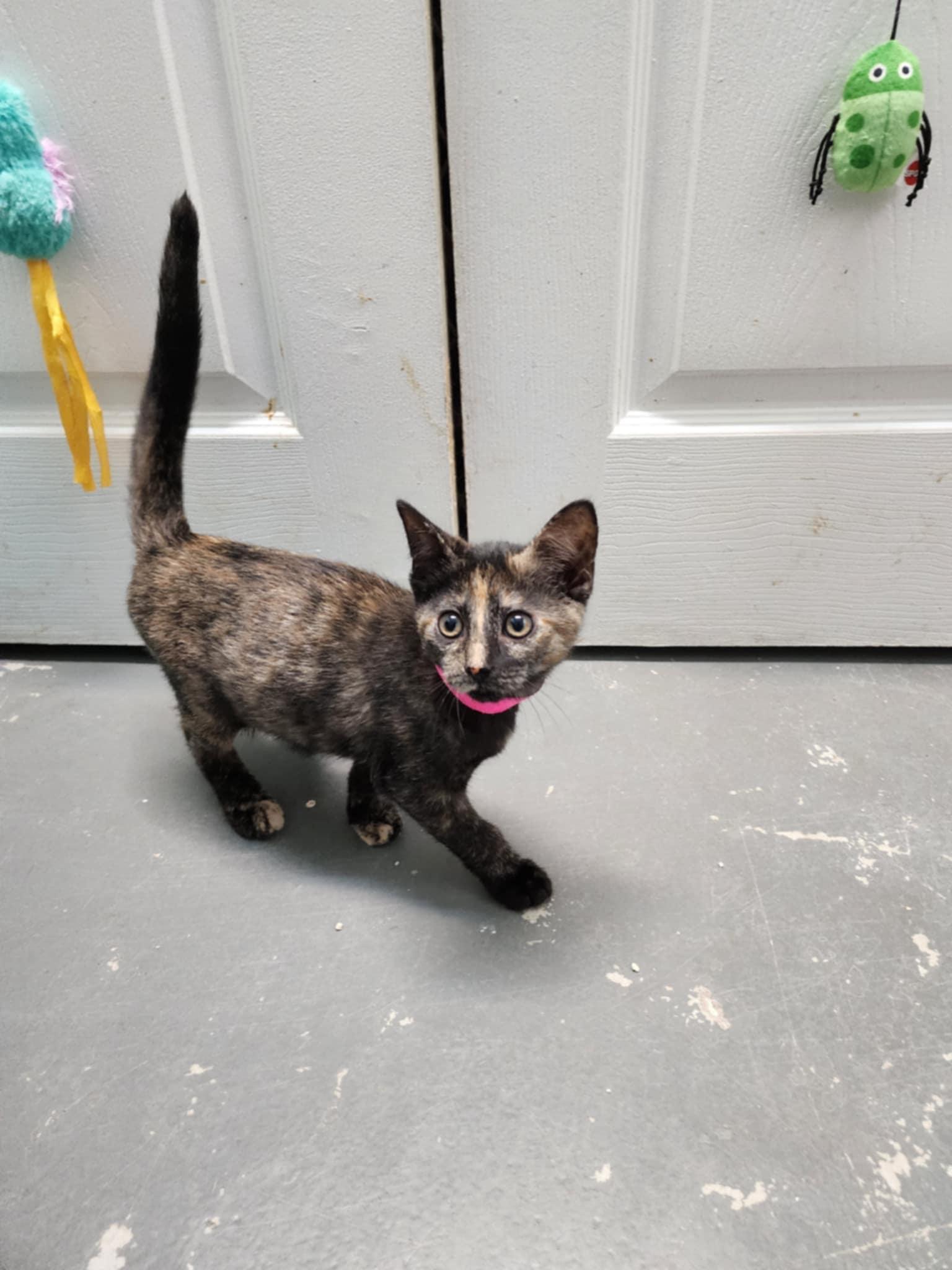 Truffle, Baby Female Tortoiseshell