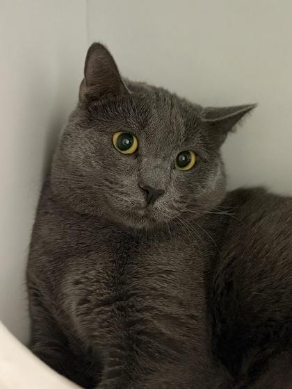 Enlarge Larvikite, a Adoptable mixed breed in Fairfax, VA image 1/3