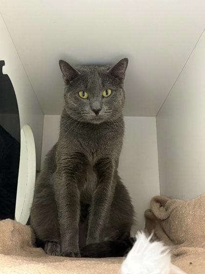 Enlarge Larvikite, a Adoptable mixed breed in Fairfax, VA image 3/3