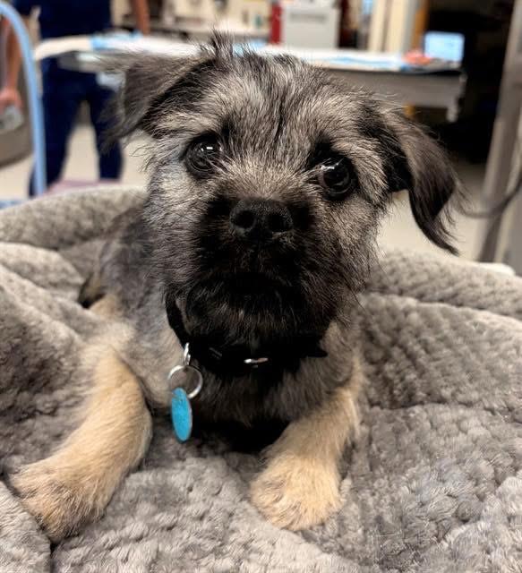 Grizzle, ADOPTABLE, Puppy Male Miniature Schnauzer & Pug.