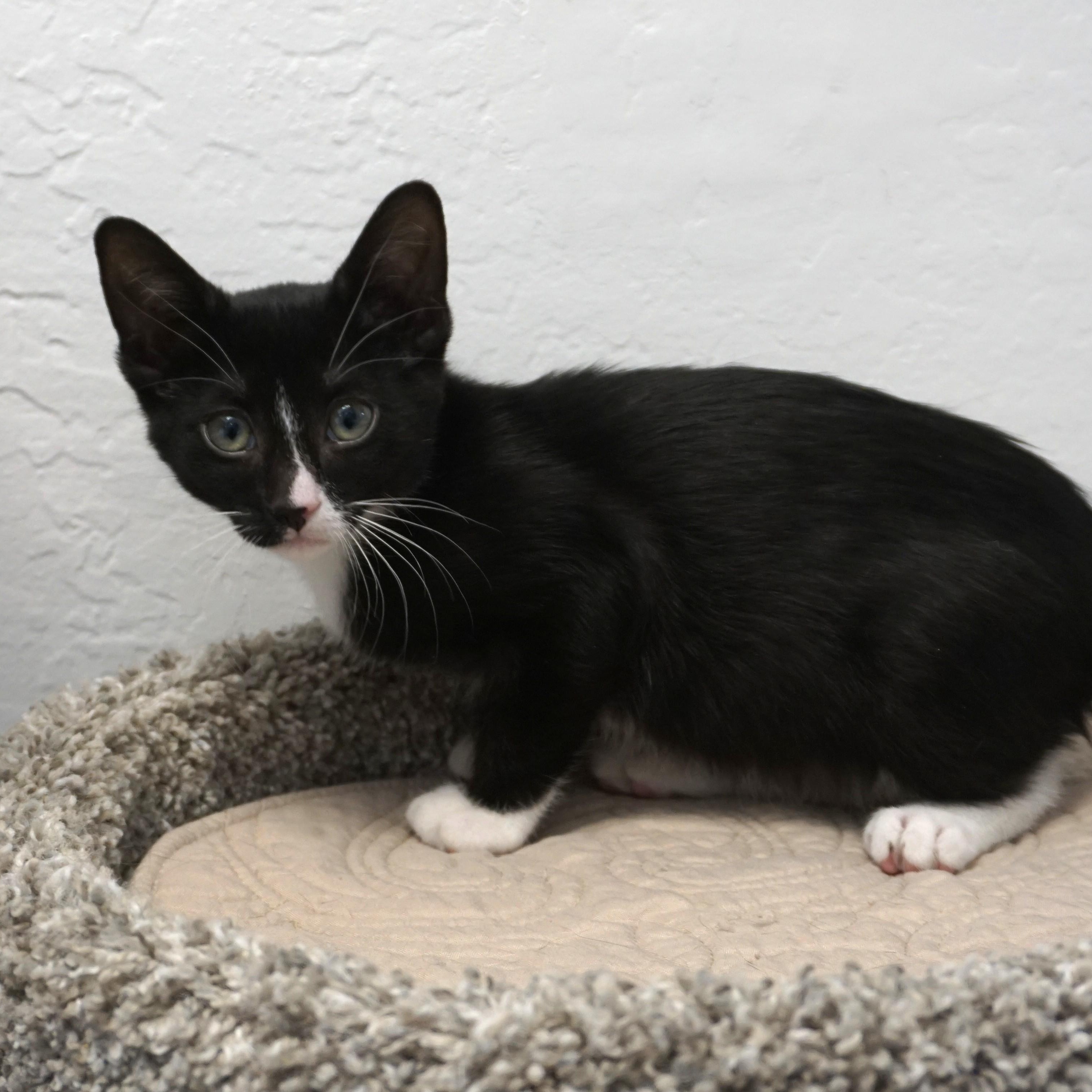 Enlarge Jazz Solo, a ADOPTABLE Domestic Short Hair in Fountain Hills, AZ image 4/6