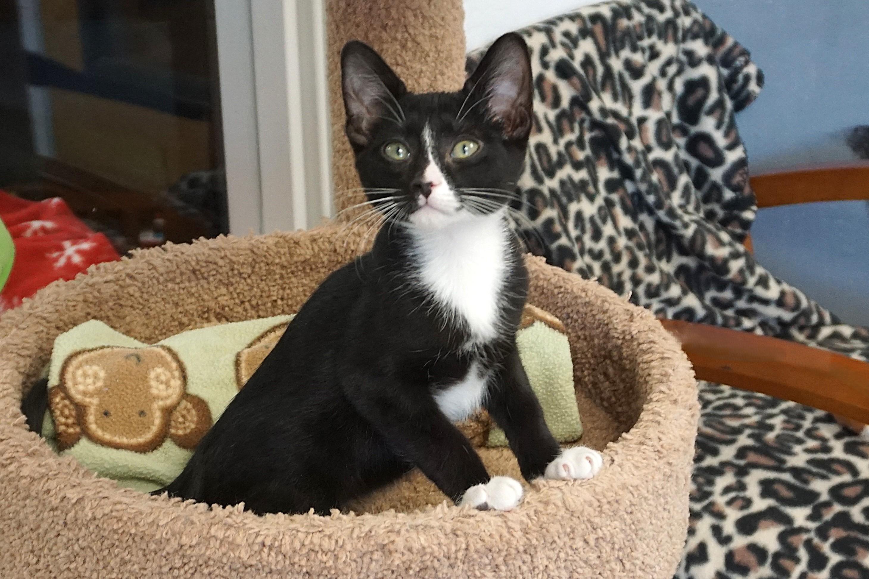 Enlarge Jazz Solo, a ADOPTABLE Domestic Short Hair in Fountain Hills, AZ image 1/6