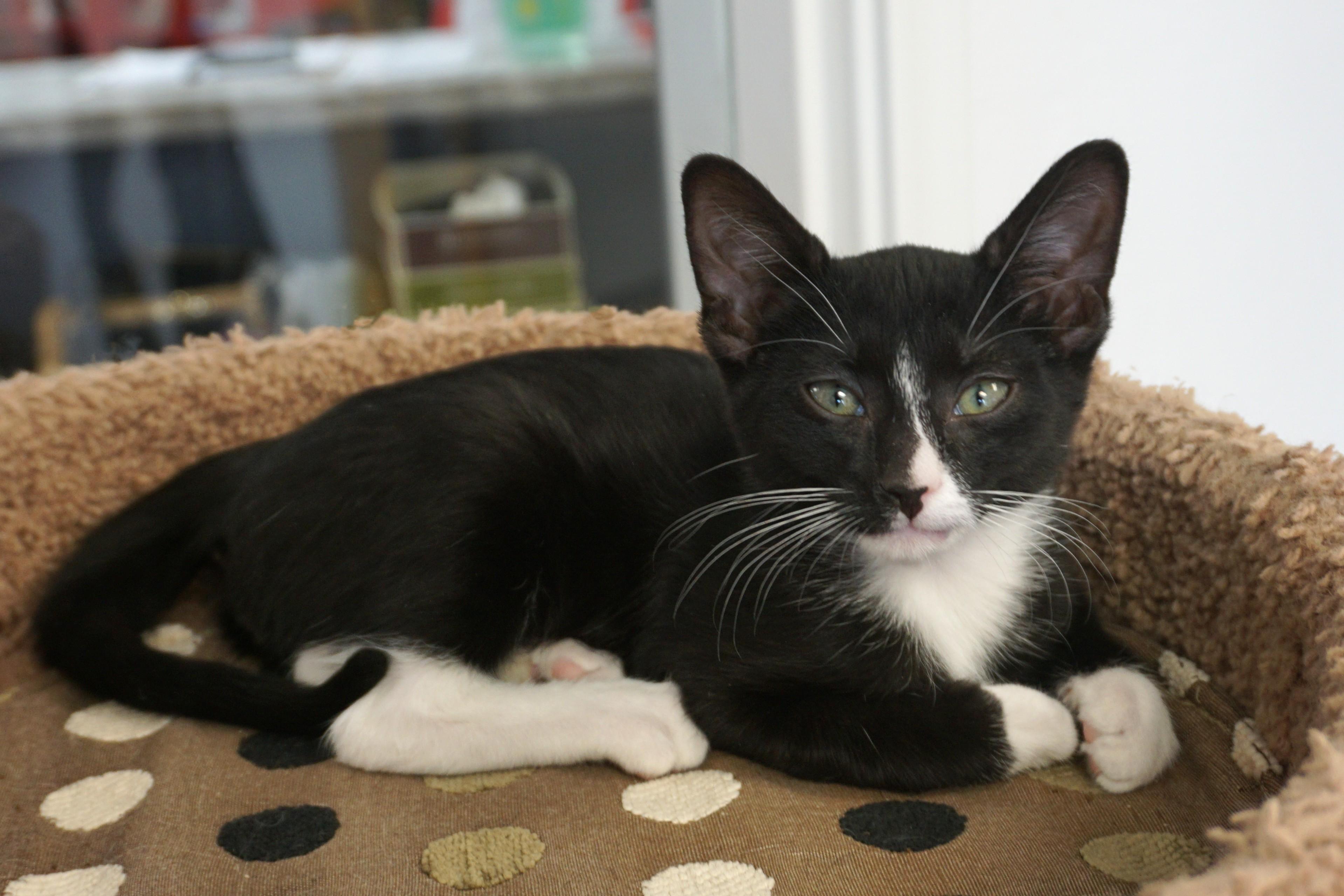 Enlarge Jazz Solo, a ADOPTABLE Domestic Short Hair in Fountain Hills, AZ image 3/6