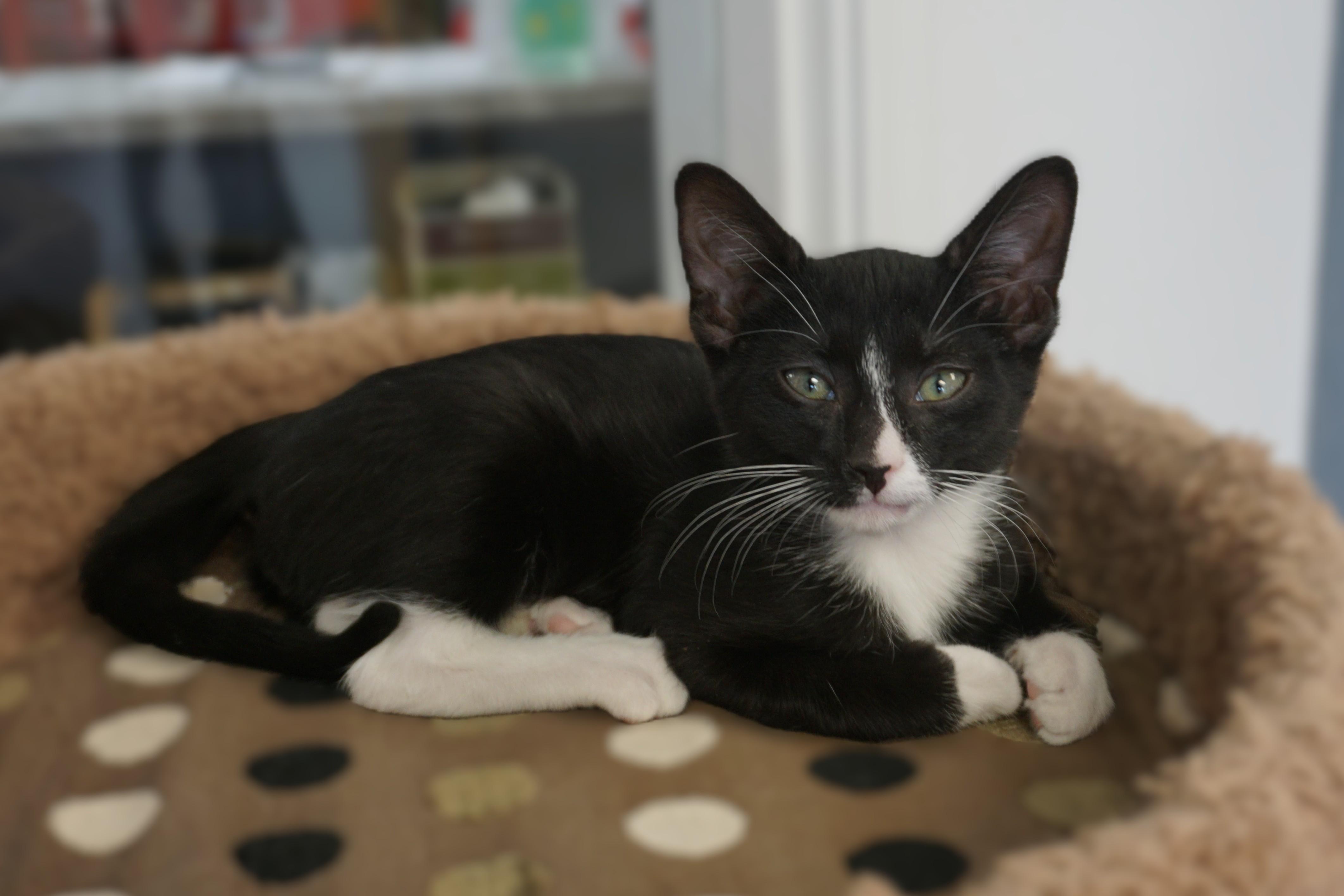 Enlarge Jazz Solo, a ADOPTABLE Domestic Short Hair in Fountain Hills, AZ image 6/6