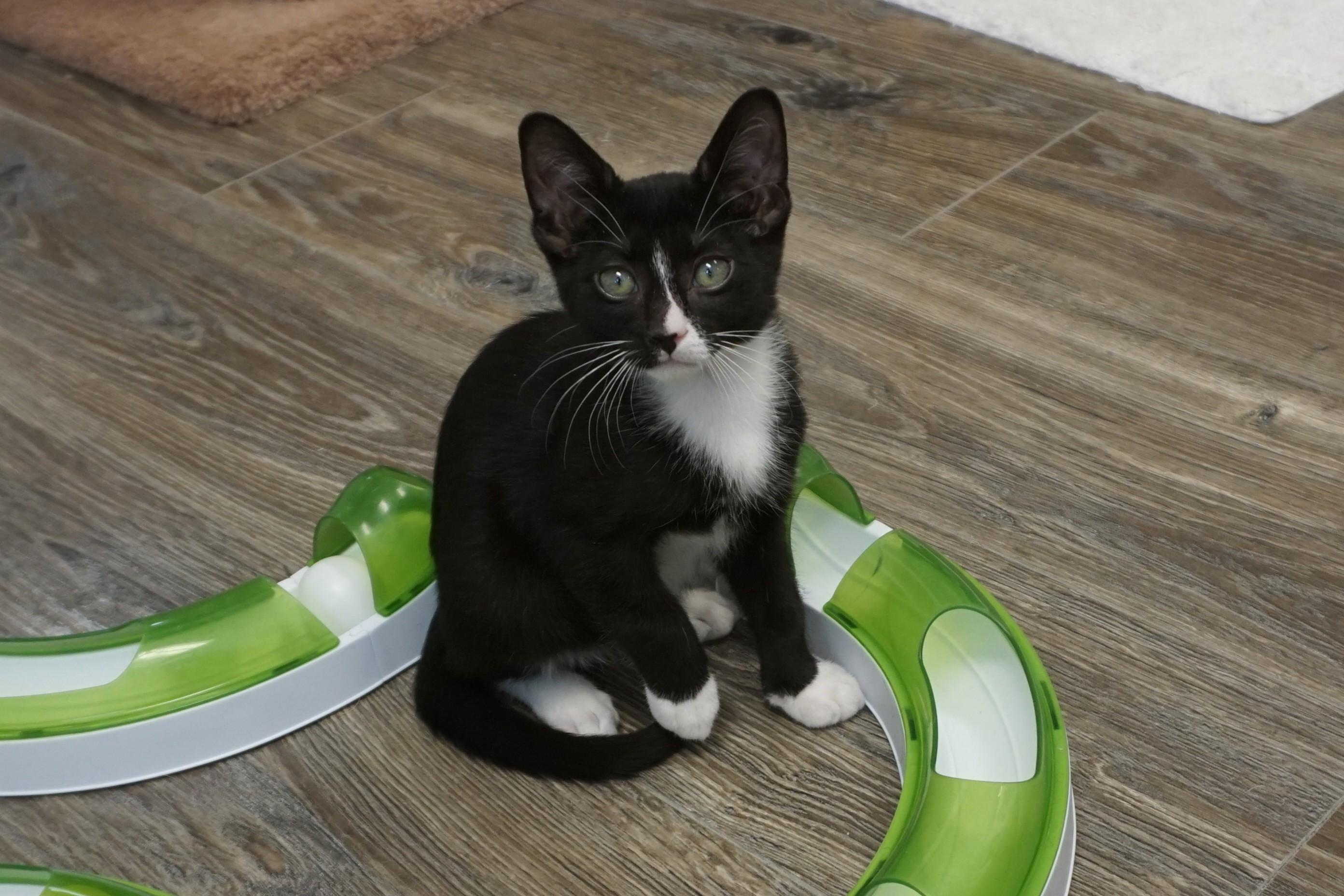Enlarge Jazz Solo, a ADOPTABLE Domestic Short Hair in Fountain Hills, AZ image 2/6