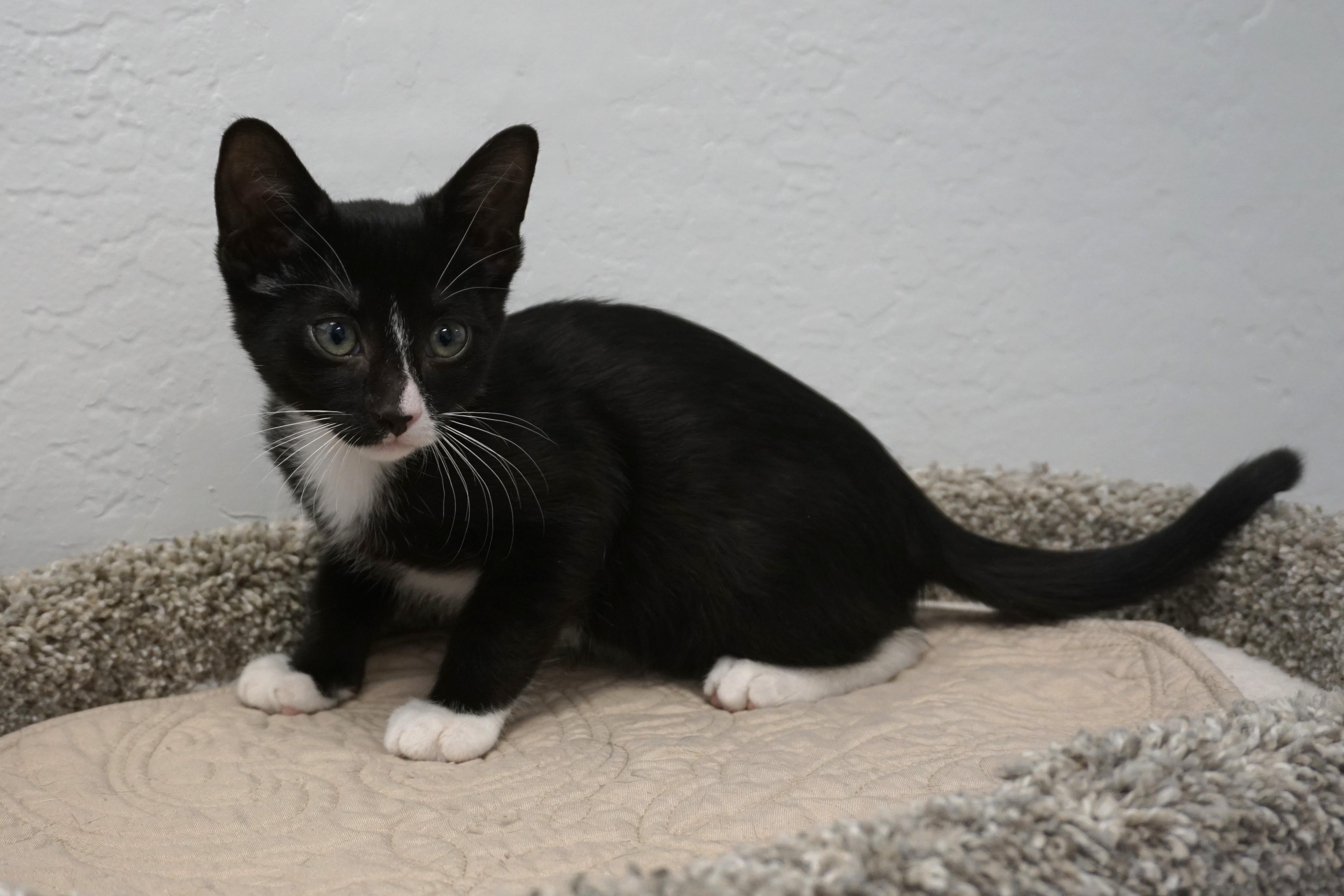 Enlarge Jazz Solo, a ADOPTABLE Domestic Short Hair in Fountain Hills, AZ image 5/6