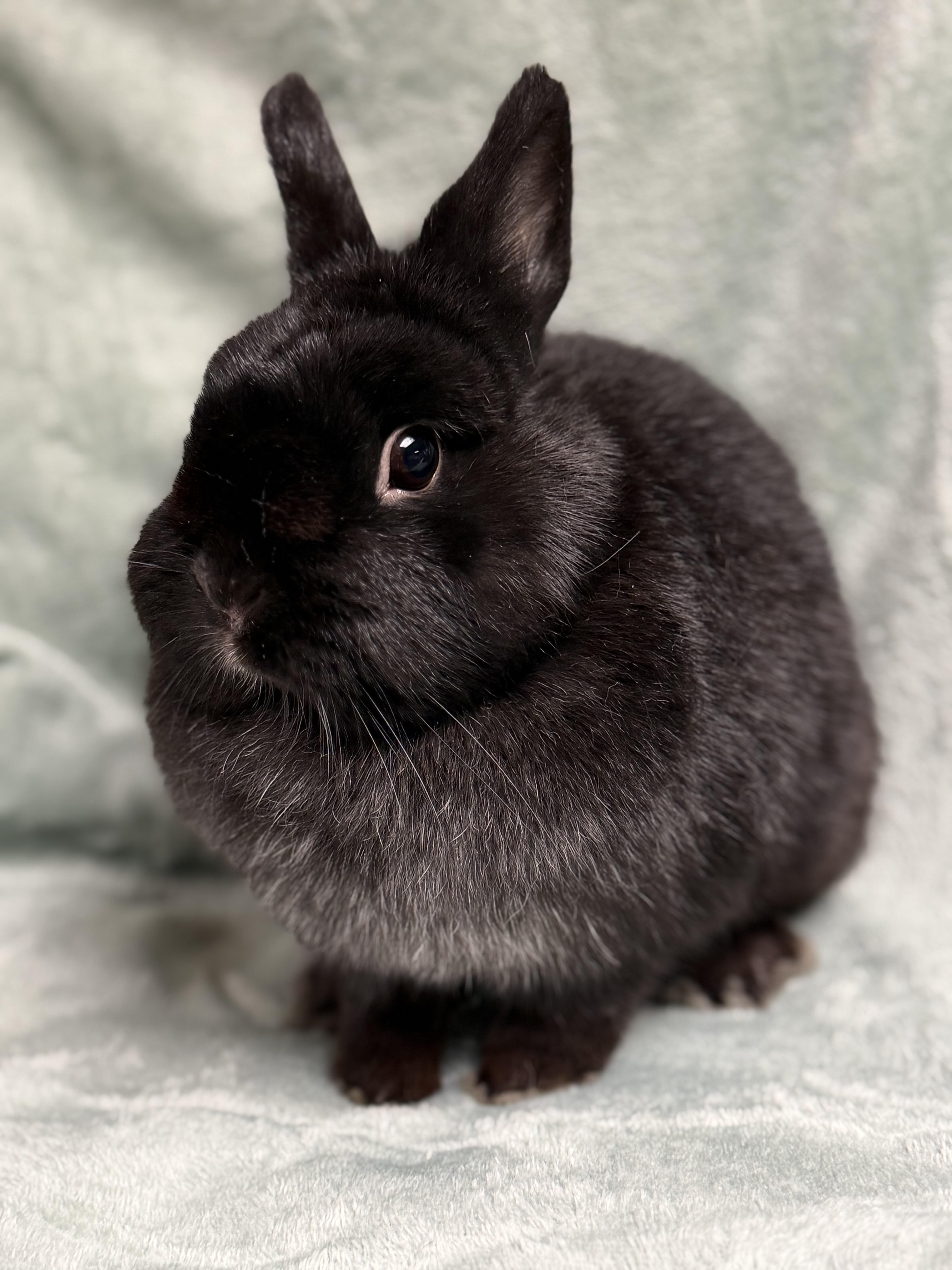 Enlarge Cinder, an adopted Netherland Dwarf in Edinburg, PA image 1/6