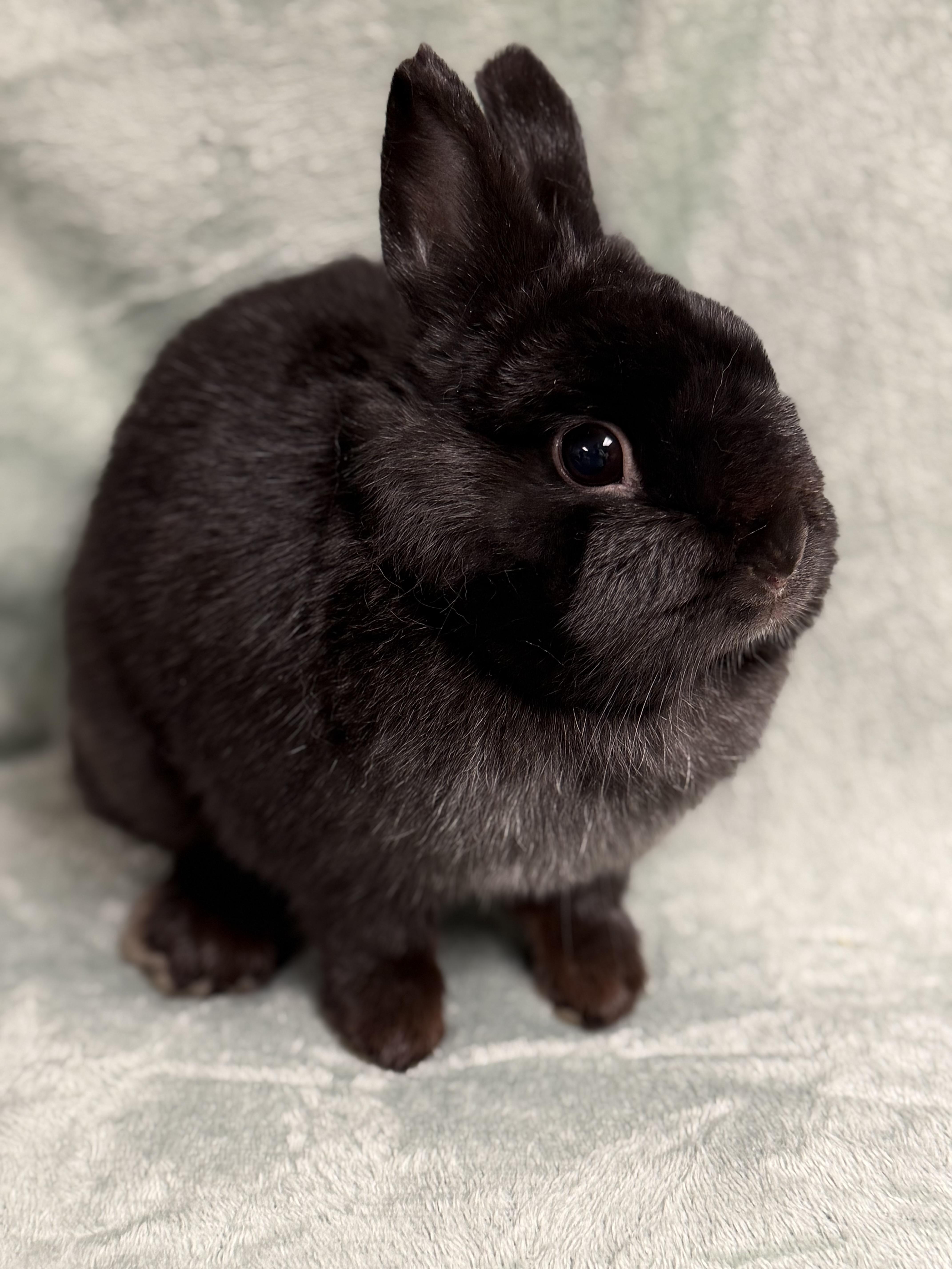 Enlarge Cinder, an adopted Netherland Dwarf in Edinburg, PA image 4/6