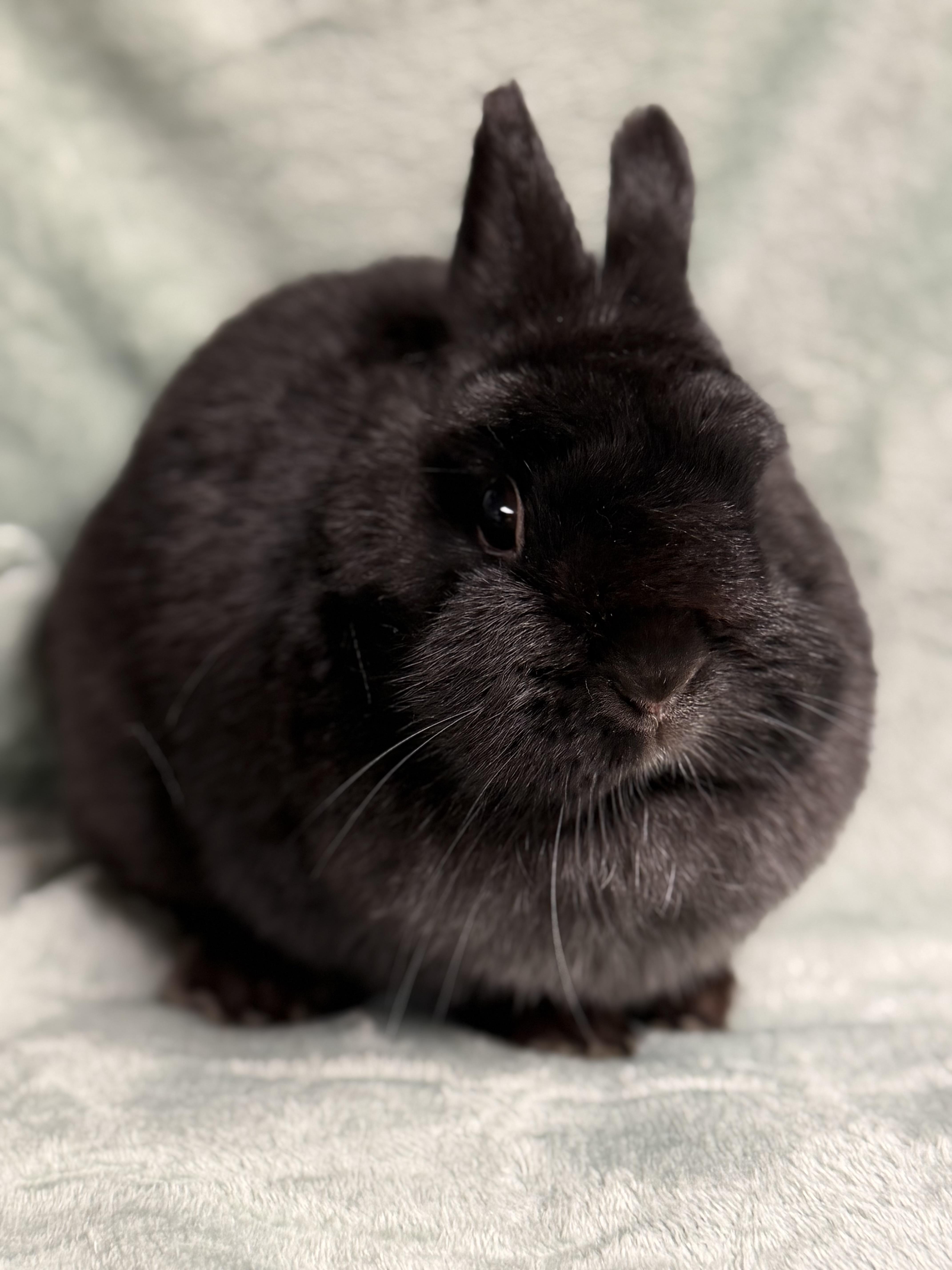 Enlarge Cinder, an adopted Netherland Dwarf in Edinburg, PA image 6/6