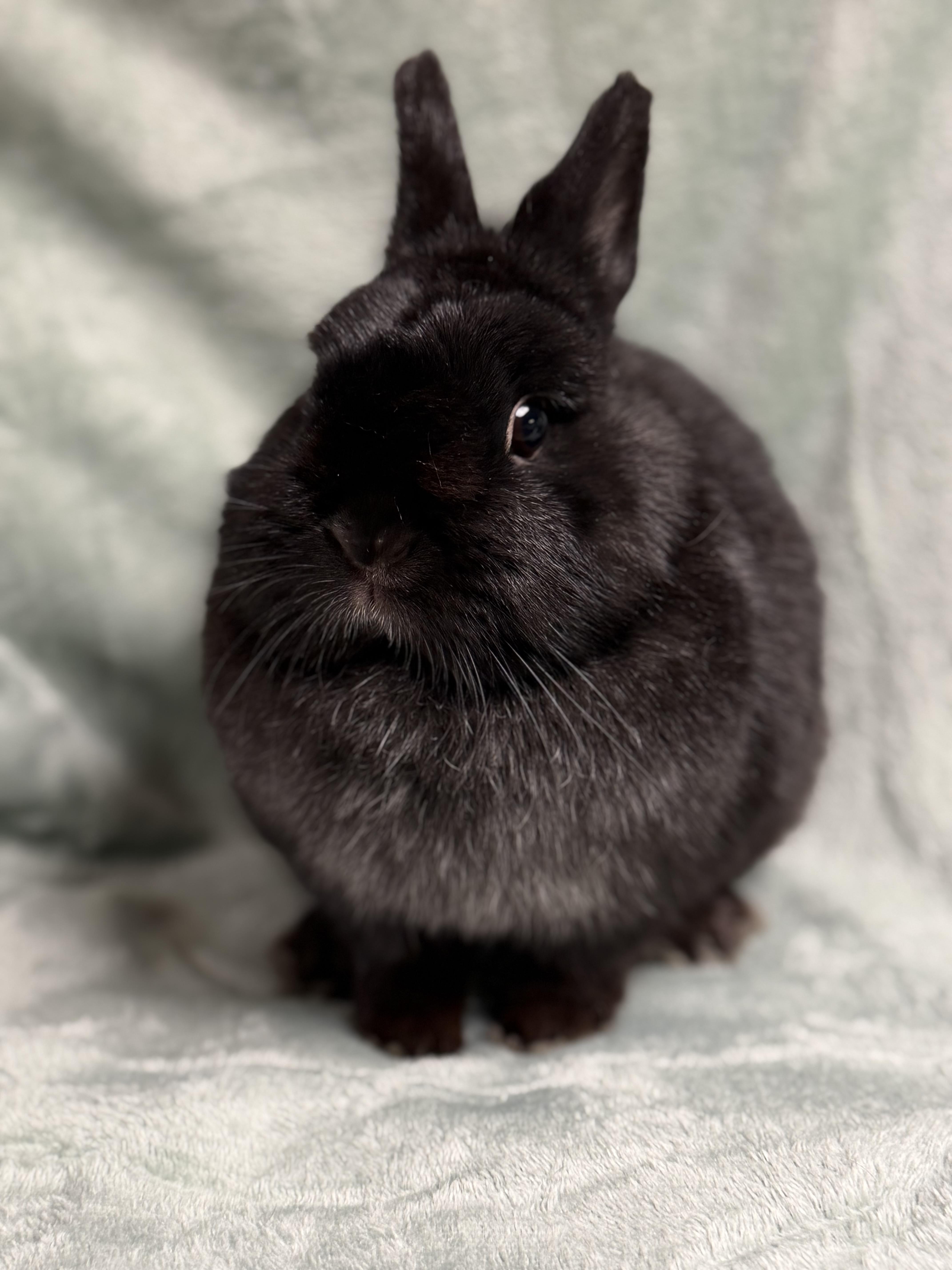 Enlarge Cinder, an adopted Netherland Dwarf in Edinburg, PA image 3/6