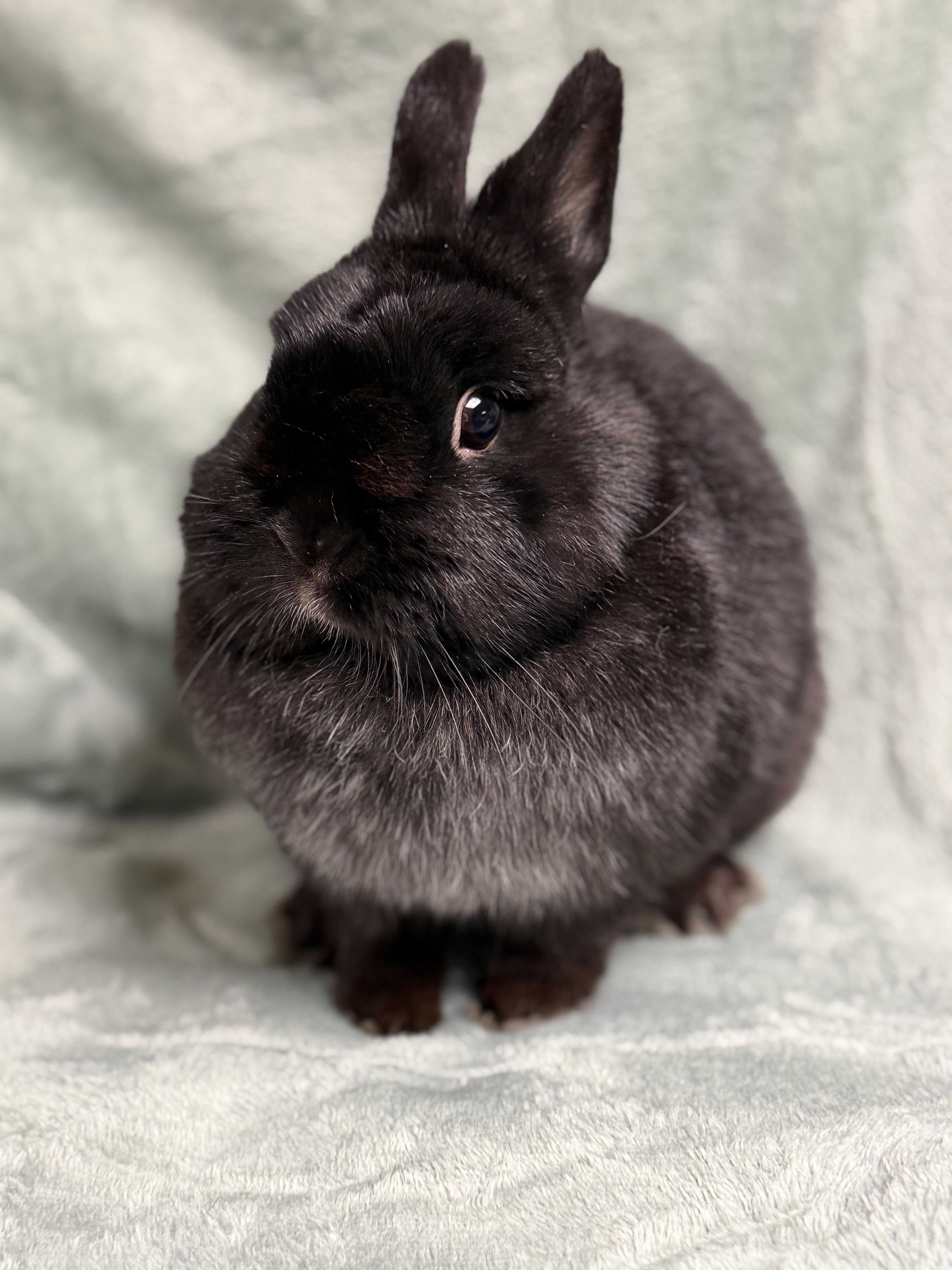 Enlarge Cinder, an adopted Netherland Dwarf in Edinburg, PA image 5/6