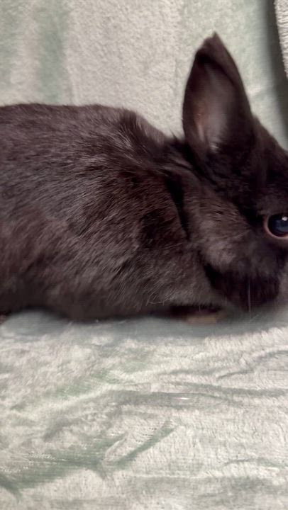 Enlarge Cinder, an adopted Netherland Dwarf in Edinburg, PA video 2/6