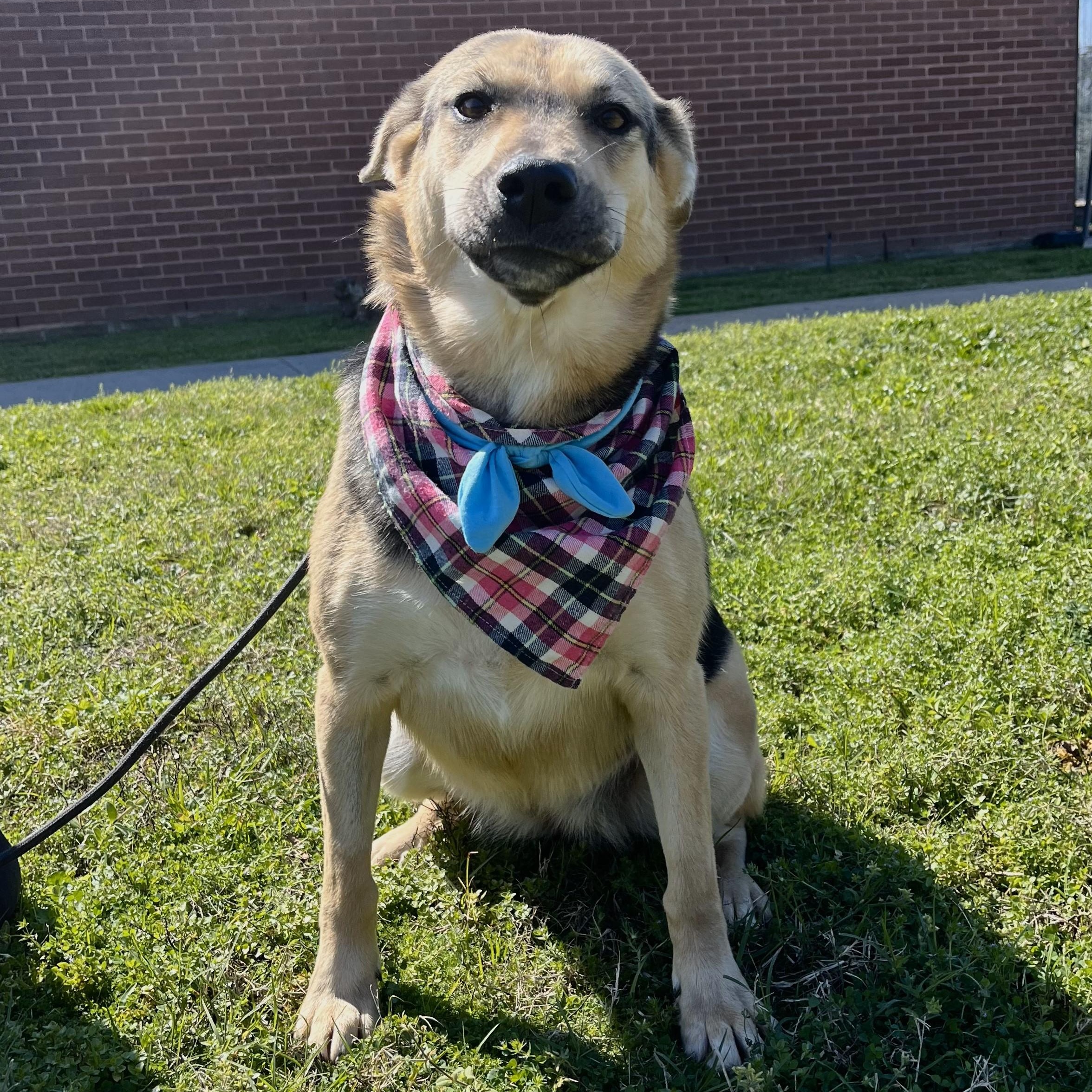 Blue Moon, an adoptable mixed breed in cincinnati, OH image 5/6