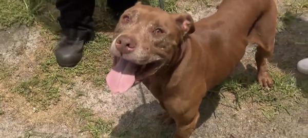 Enlarge Thaddeus, a Adoptable mixed breed in Melbourne, FL image 1/1