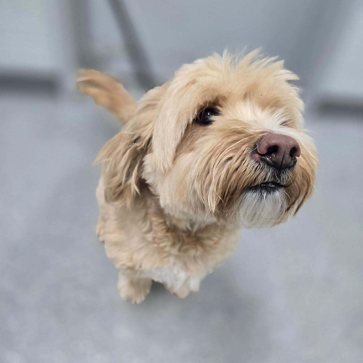 Mandu, ADOPTABLE, Adult Male Havanese & Goldendoodle.