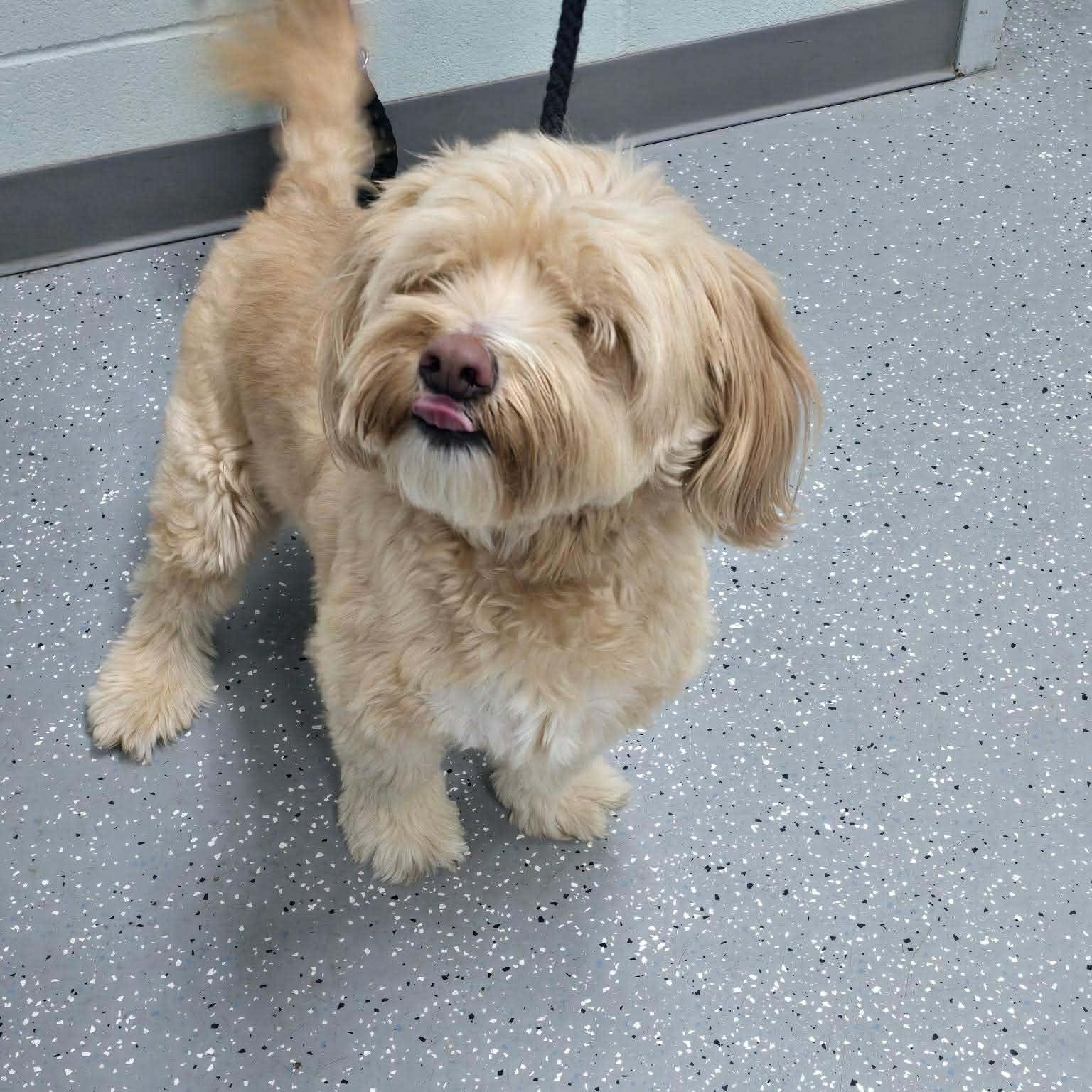 Mandu, a ADOPTABLE mixed breed in Bardstown, KY image 2/5