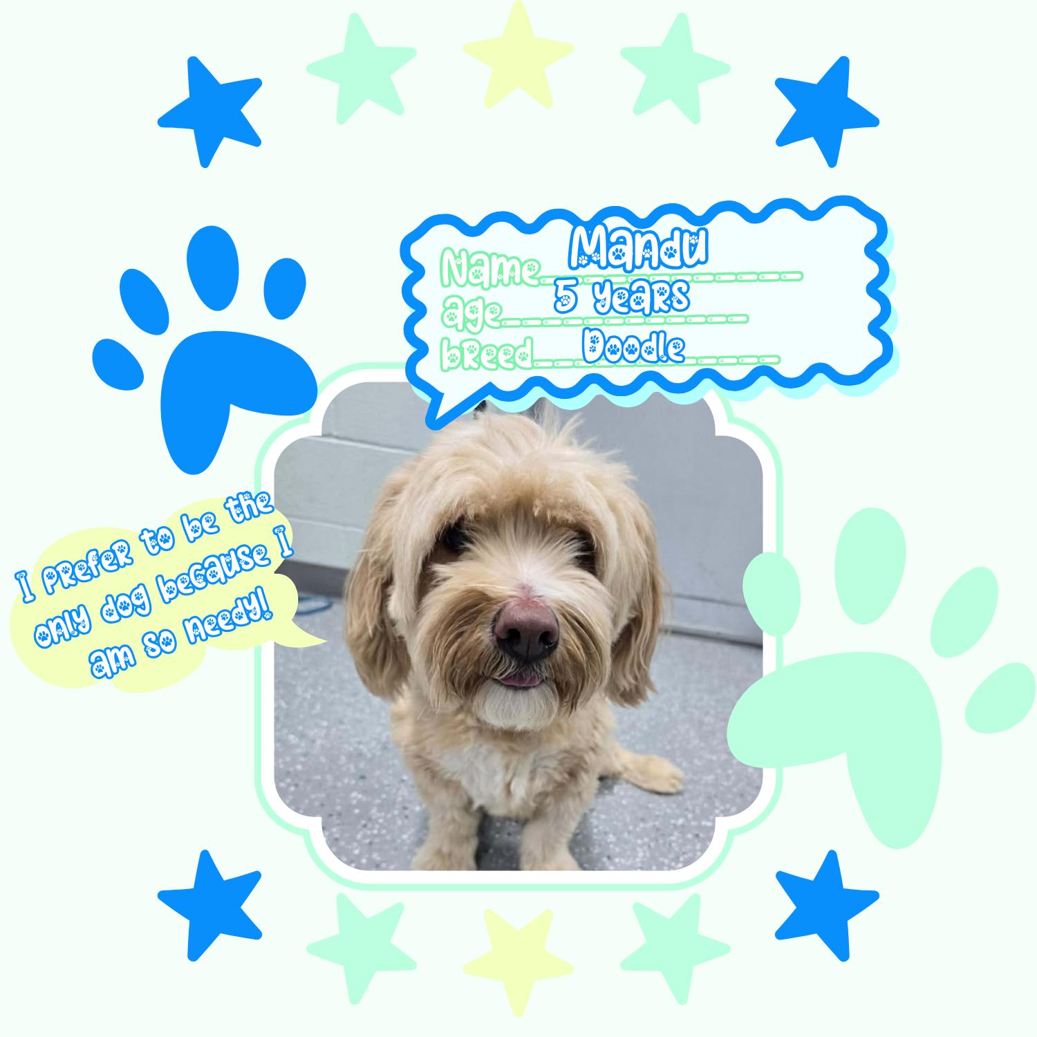 Mandu, a ADOPTABLE mixed breed in Bardstown, KY image 5/5