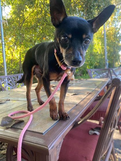 Matter, Adoptable, Adult Male Miniature Pinscher & Mixed Breed.