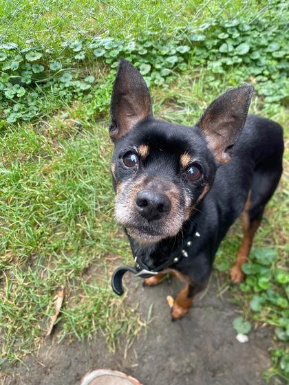 Enlarge Matter, a Adoptable mixed breed in Hobart, IN image 2/3