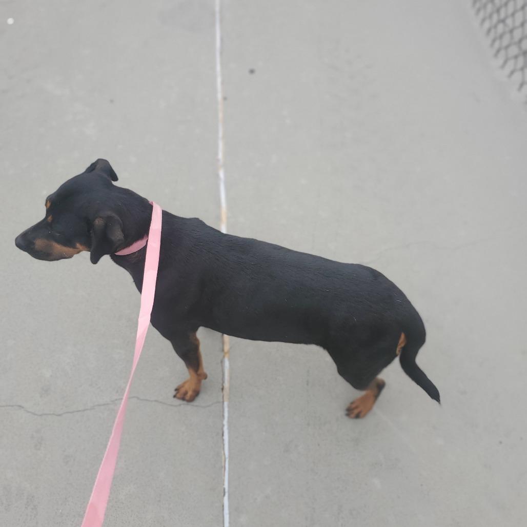 Succulent, Adoptable, Adult Female Rottweiler.