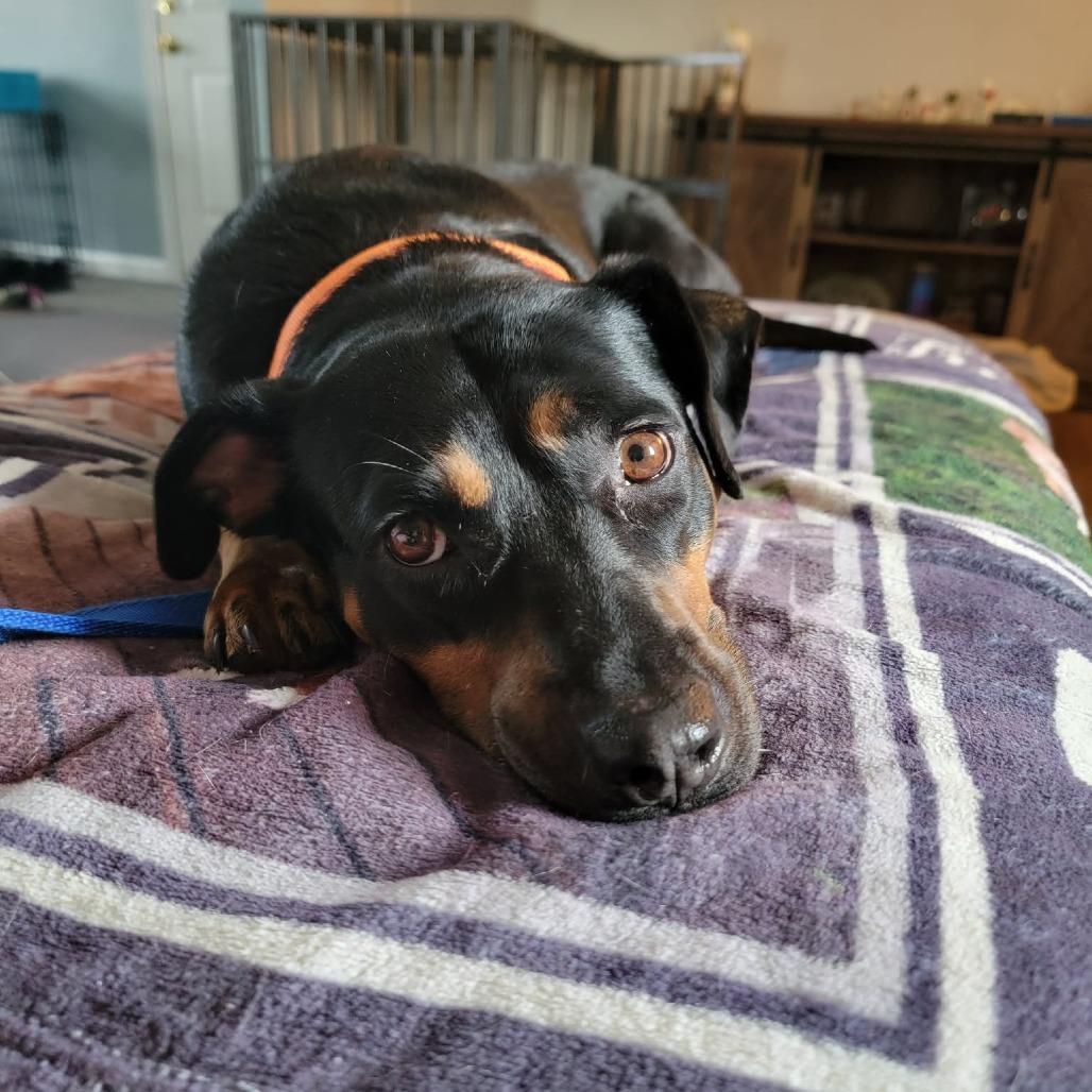 Enlarge Suzie, a Adoptable mixed breed in Boone, IA image 2/6