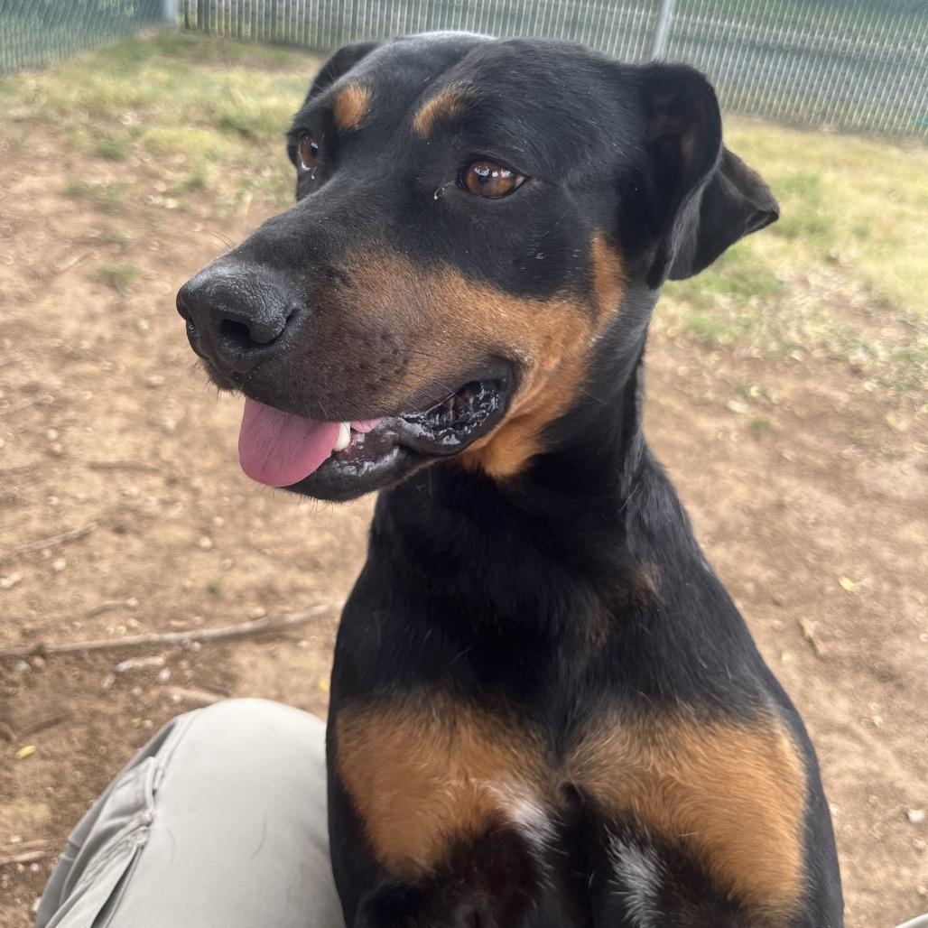 Succulent, a Adoptable mixed breed in Boone, IA image 2/6