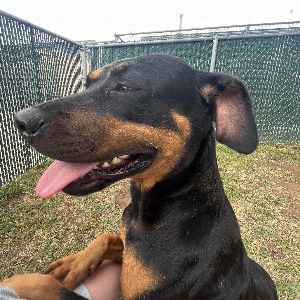 Succulent, a Adoptable mixed breed in Boone, IA image 3/6