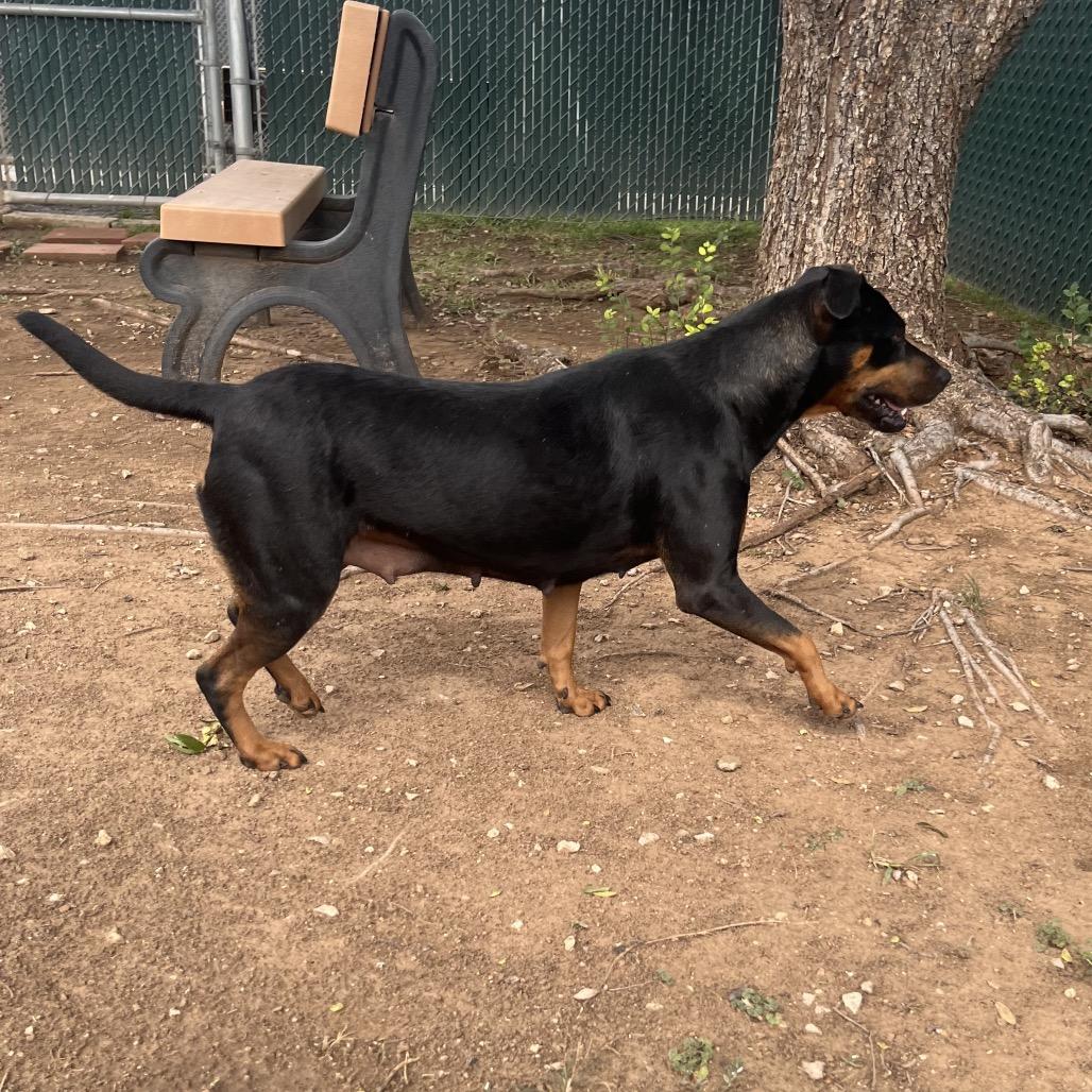 Succulent, a Adoptable mixed breed in Boone, IA image 4/6