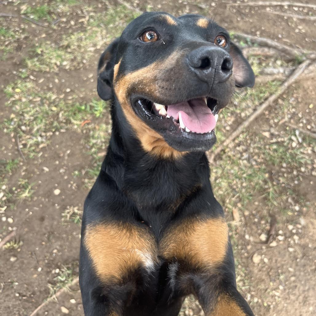 Succulent, a Adoptable mixed breed in Boone, IA image 5/6