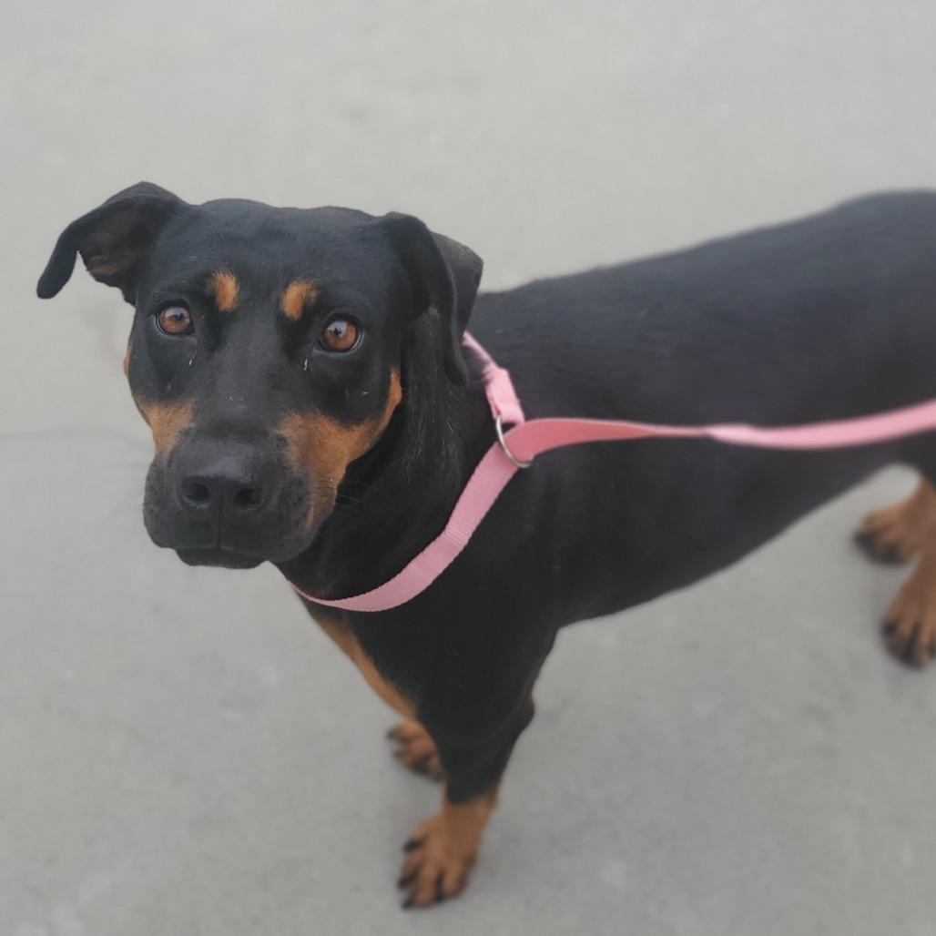 Succulent, a Adoptable mixed breed in Boone, IA image 6/6