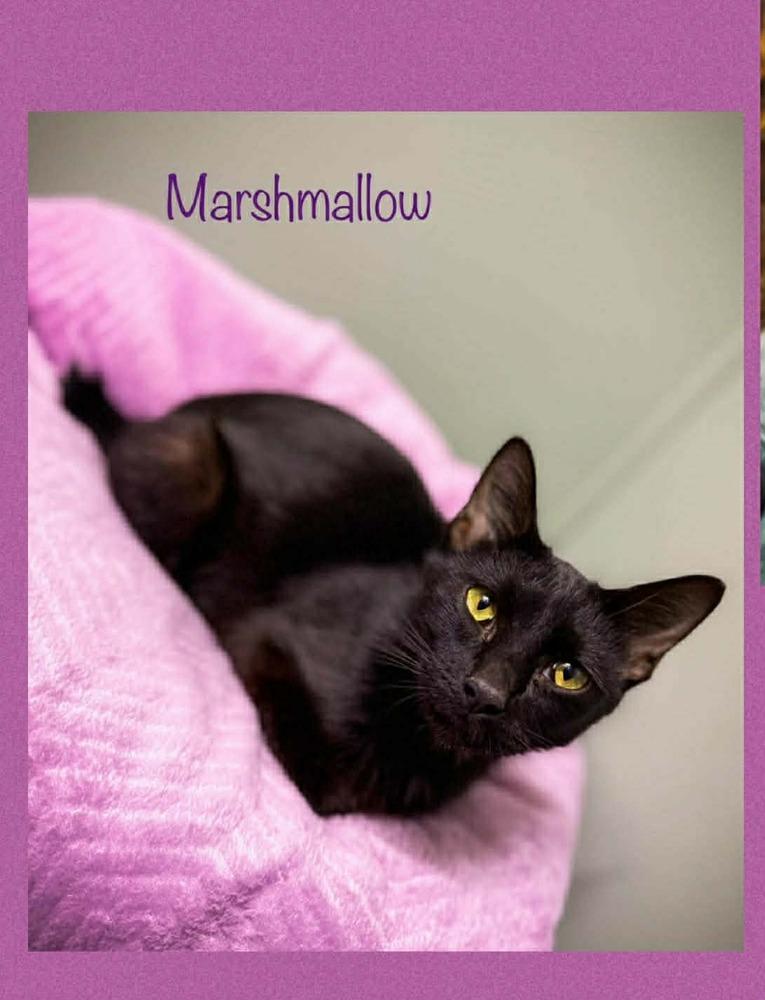 Marshmallow, Adoptable, Adult Female Domestic Short Hair.