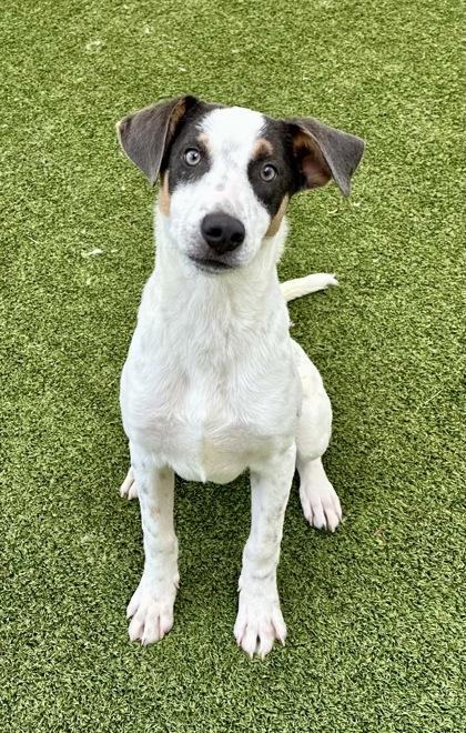 Jambalaya, Adoptable, Young Male Retriever & Mixed Breed.