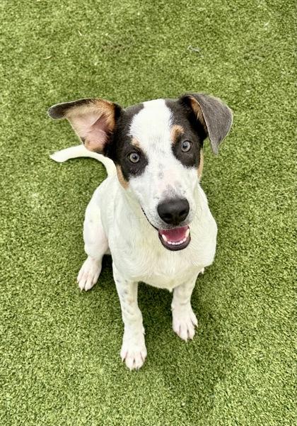Enlarge Jambalaya, a Adoptable mixed breed in Fort Worth, TX image 2/3