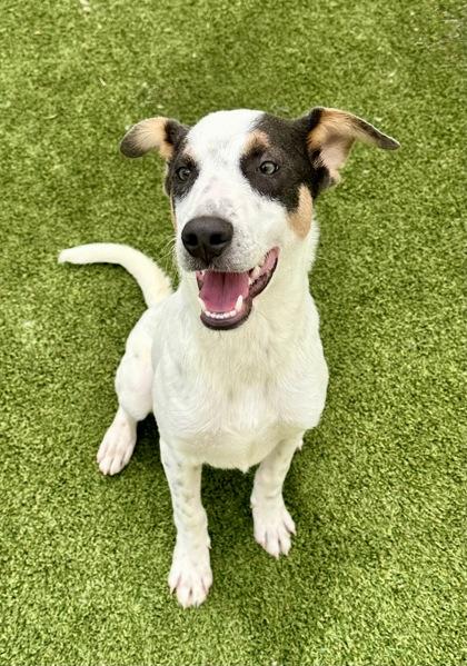 Enlarge Jambalaya, a Adoptable mixed breed in Fort Worth, TX image 3/3